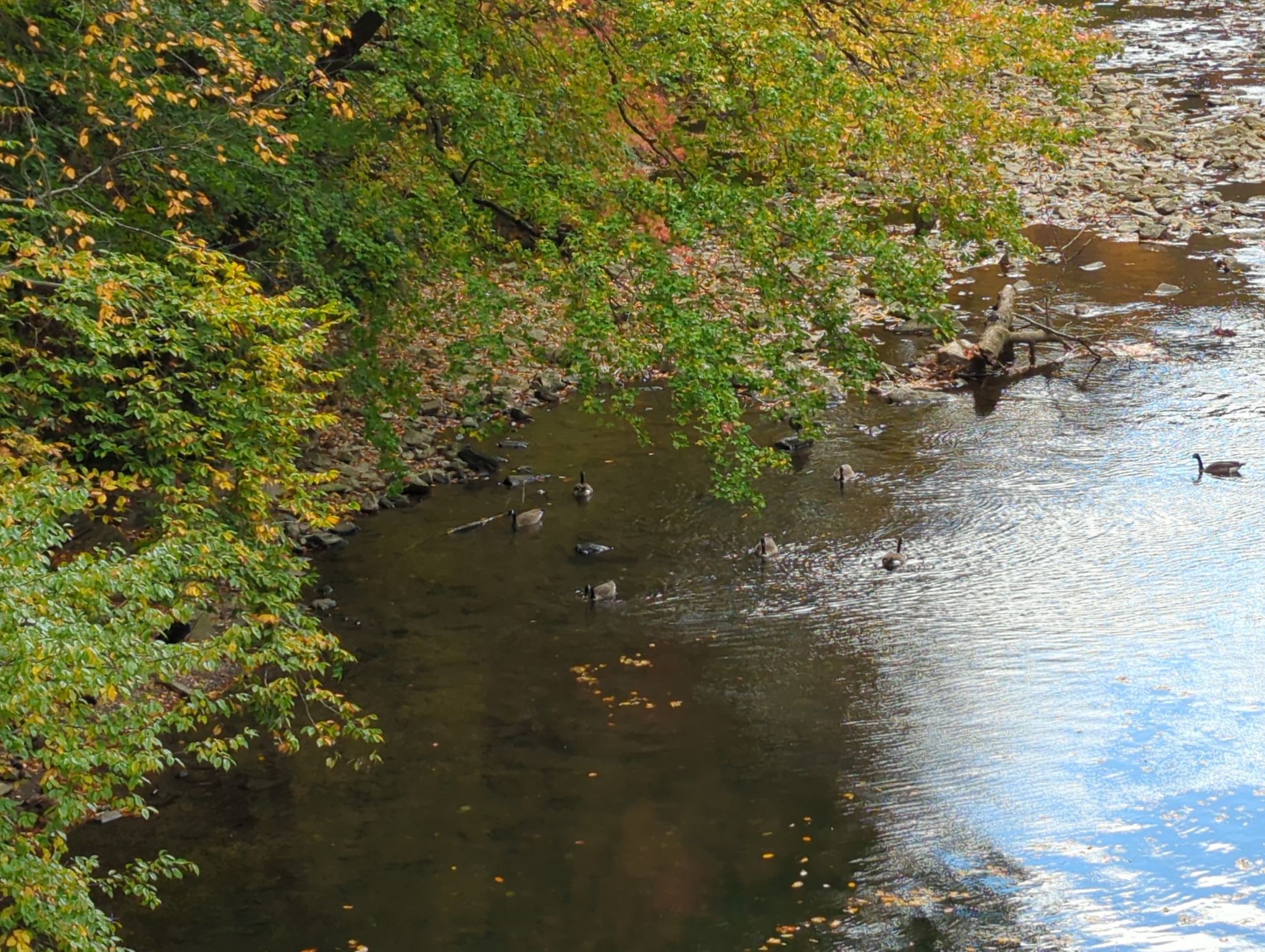 Ducks swim in a river bordered by autumn trees and a rocky bank. - Forbidden Drive, White and Orange Trail Loop