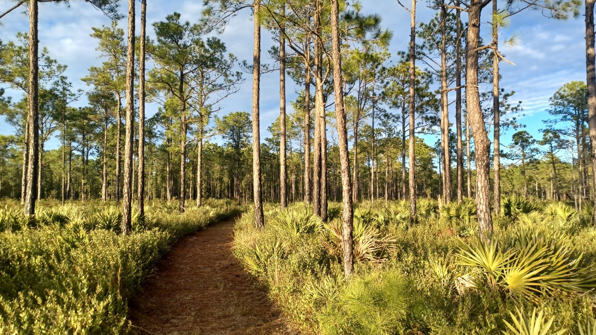 A winding dirt path through a sunlit pine forest with dense undergrowth. - Pumpkin Hill and Betz-Tiger Point Loop