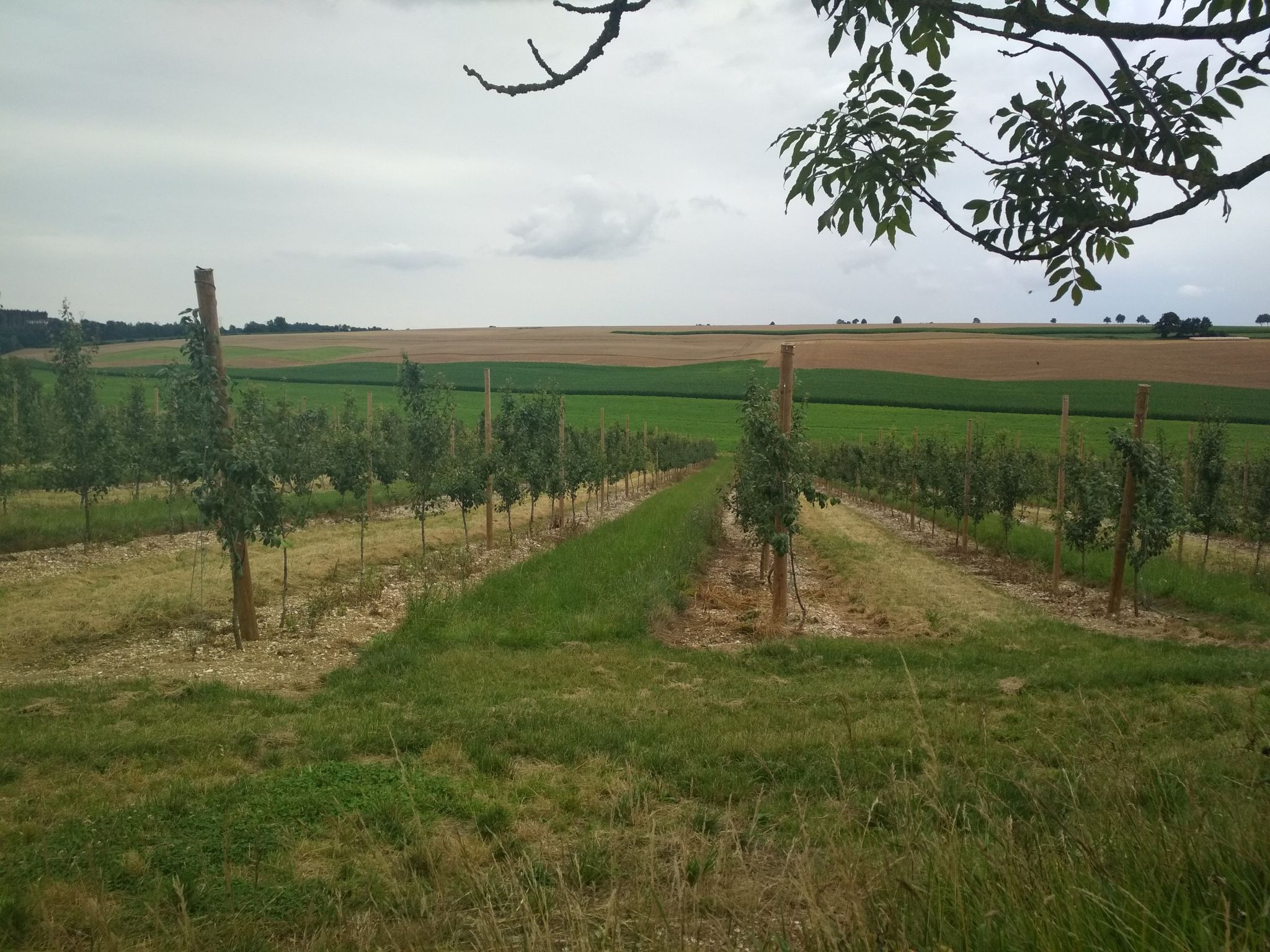 traversée de Ponthieu, Conteville