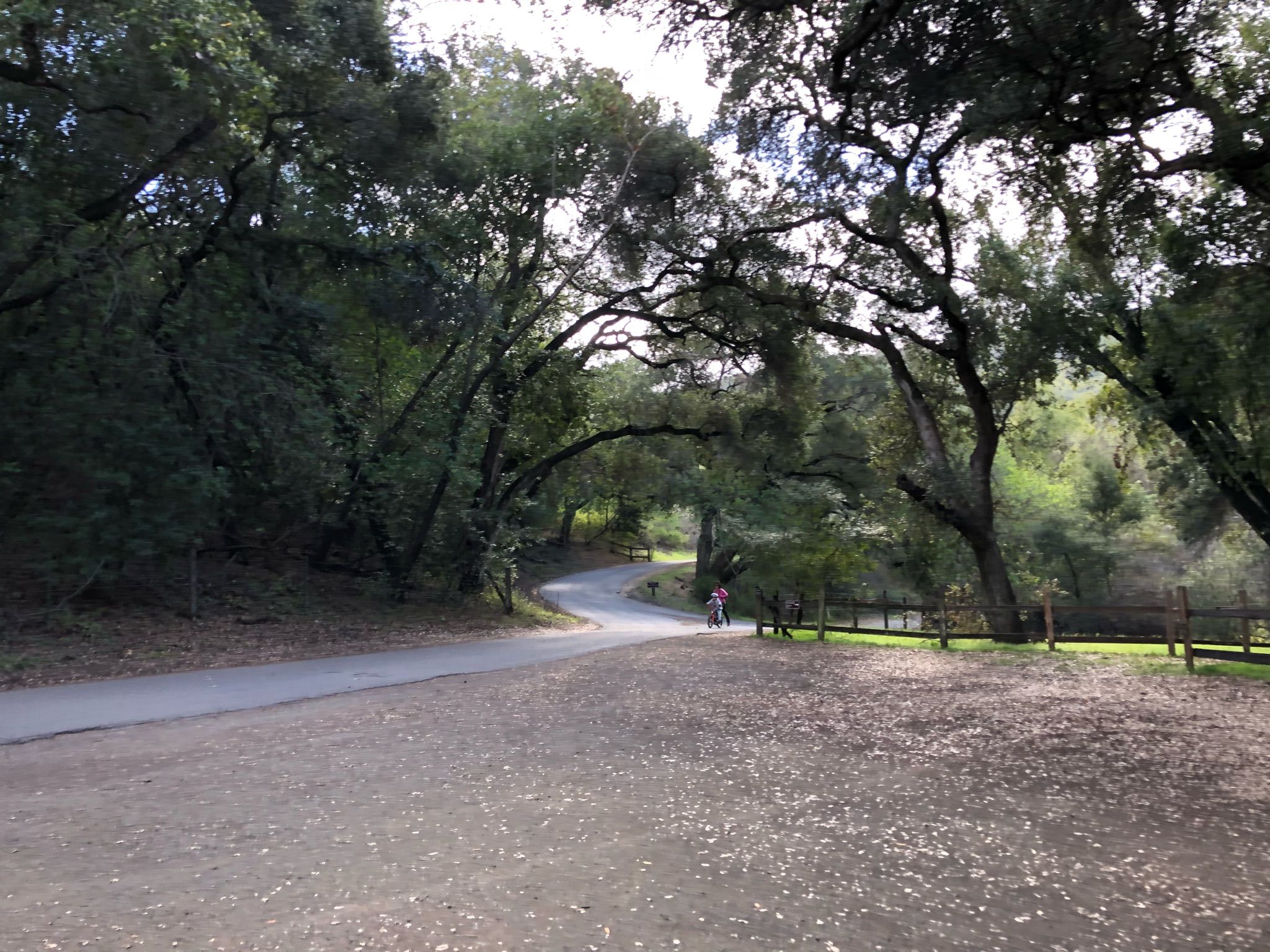 Paved path winding through a shaded forest, person in distance. - Lower Meadow Trail