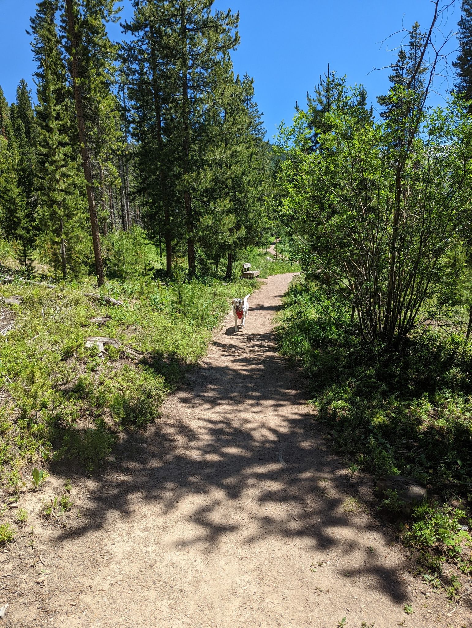 A dog runs ahead on a sunny, shaded dirt trail through a forest. - Discovery and Challenger Trail Loop