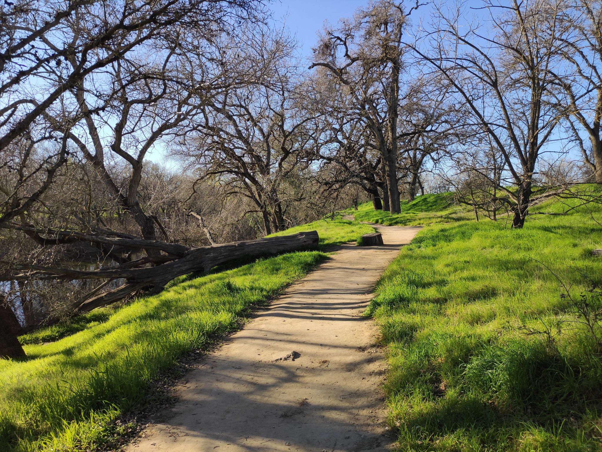 Sunny dirt path winding through green grass and bare trees. - Putah Creek Trail