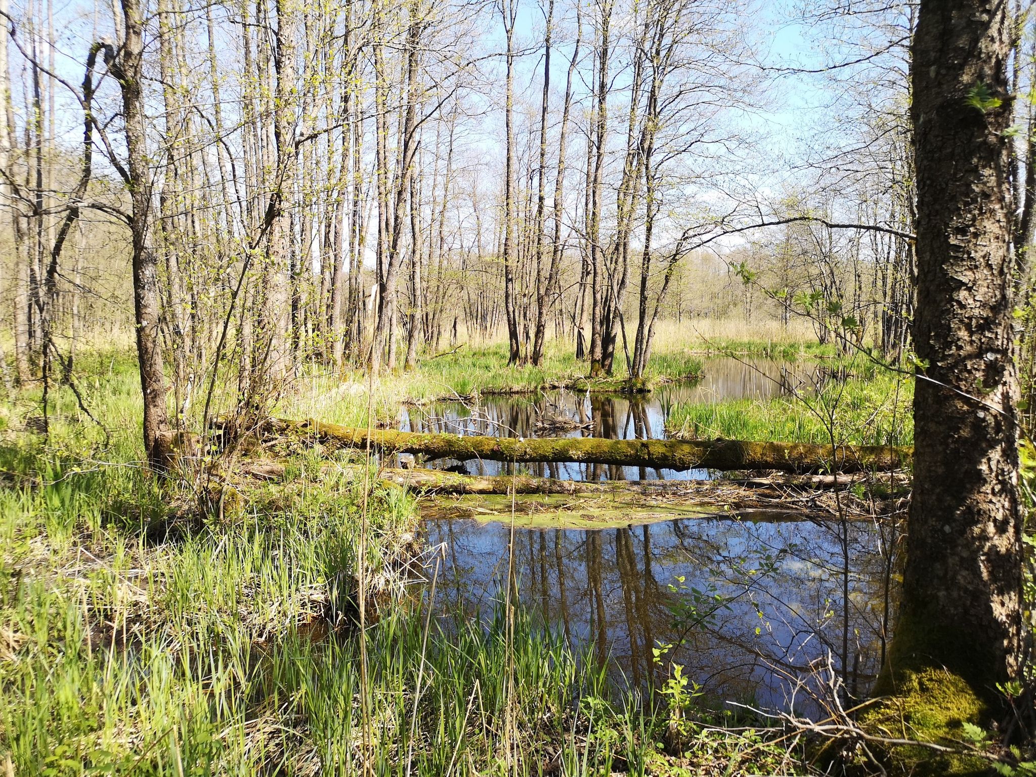 Kleiner Fluss im Sumpf