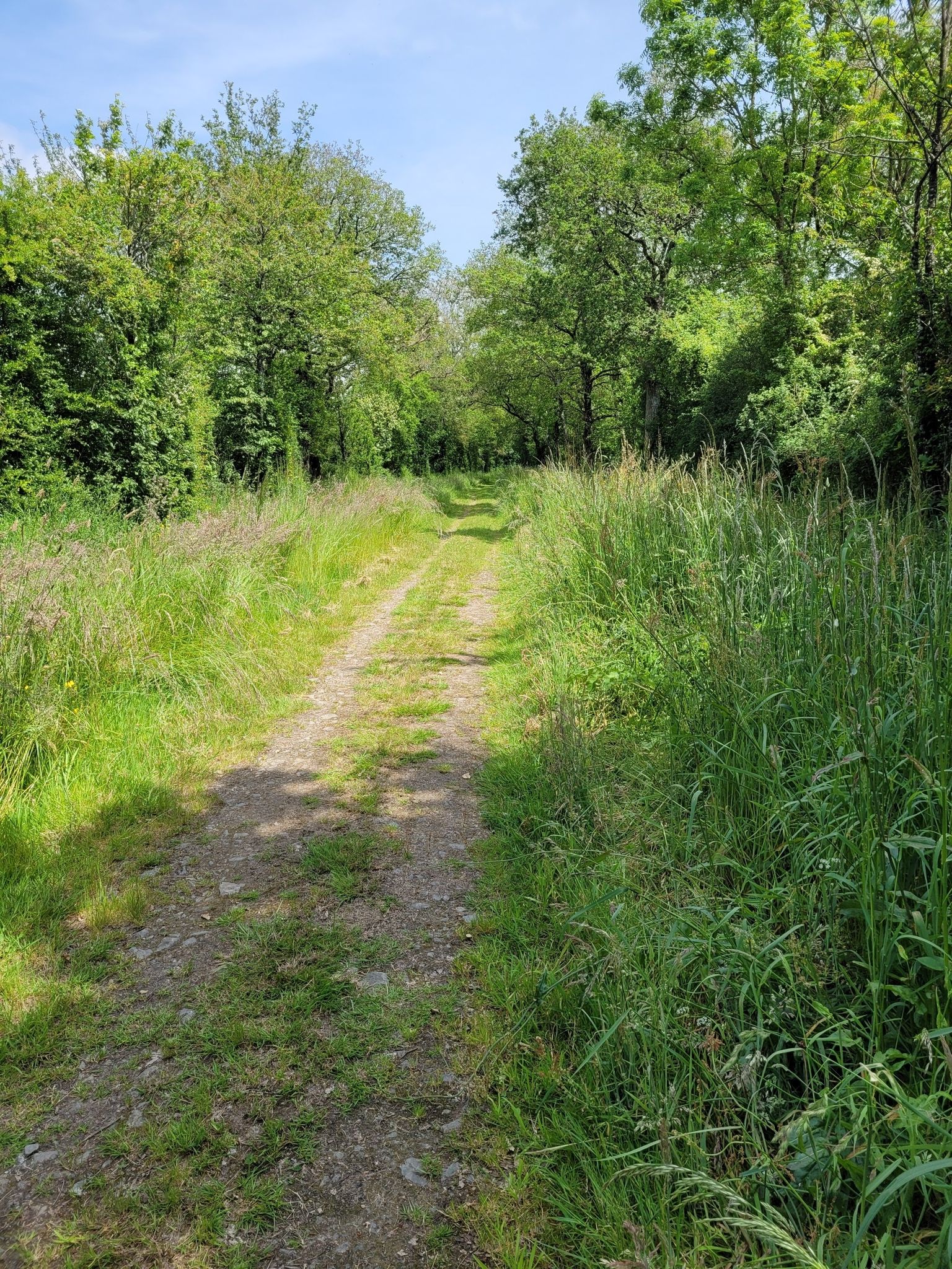 Single trail