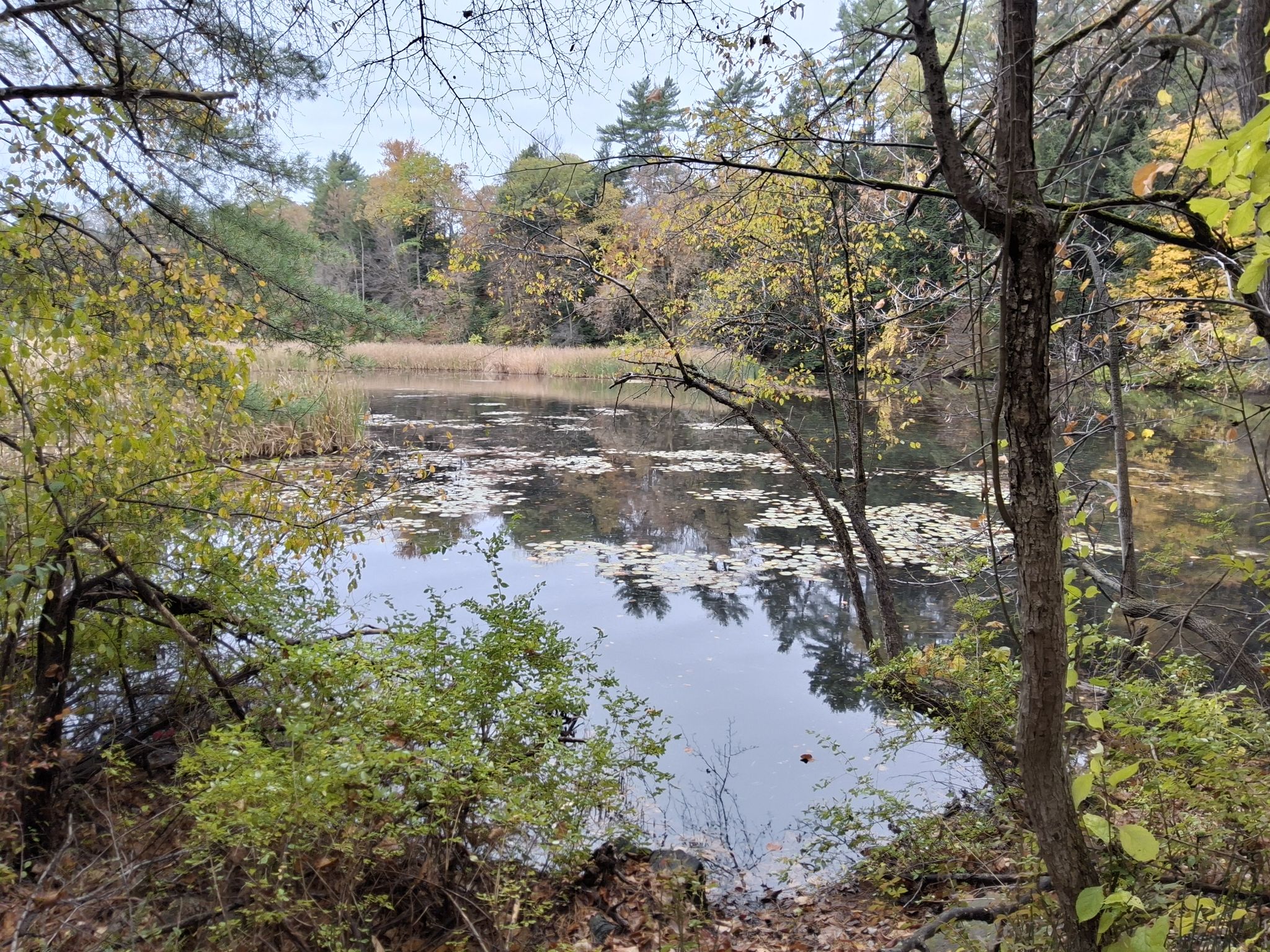 Overcast view of a pond with lily pads, surrounded by autumn trees. - Mink Brook Trail