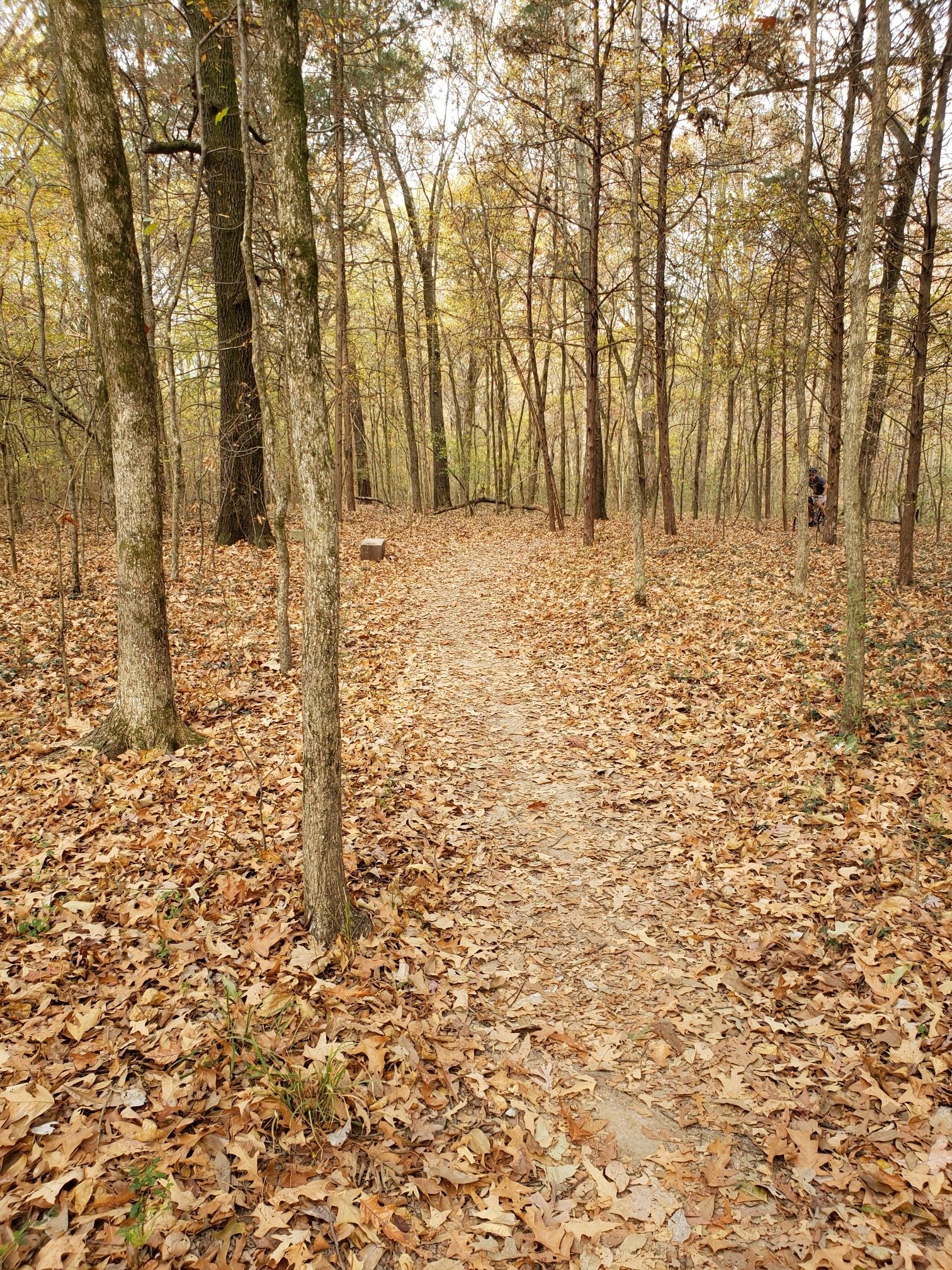 Narrow dirt path covered in autumn leaves winds through a dense forest. - Tour de Wolf Trail