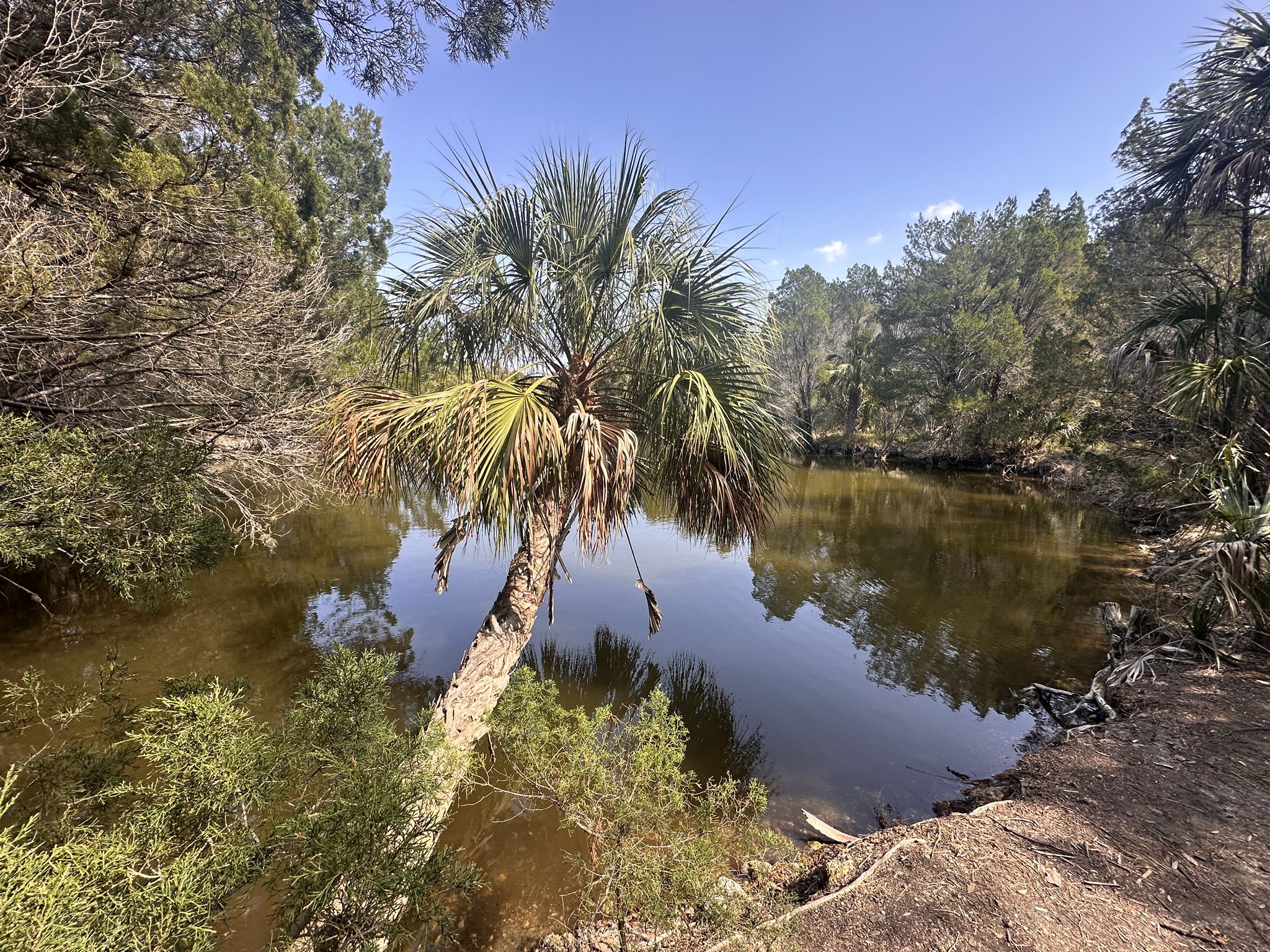 Leaning palm tree over dark water, surrounded by dense green trees. Bright sky. - Dixie Shores Trails