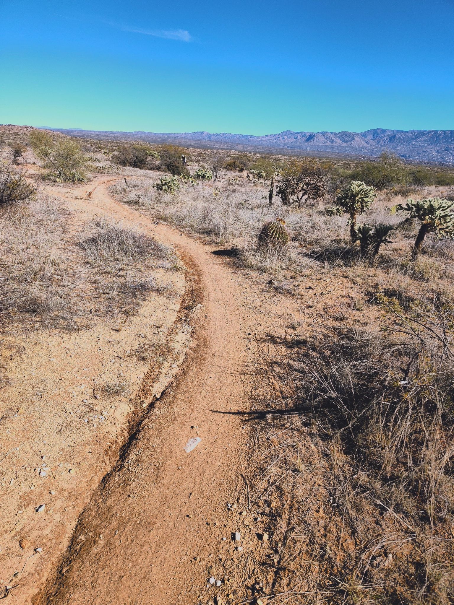 Winding dirt path through dry desert landscape with cacti under clear blue sky. - Flowering Choya loop from Vistoso