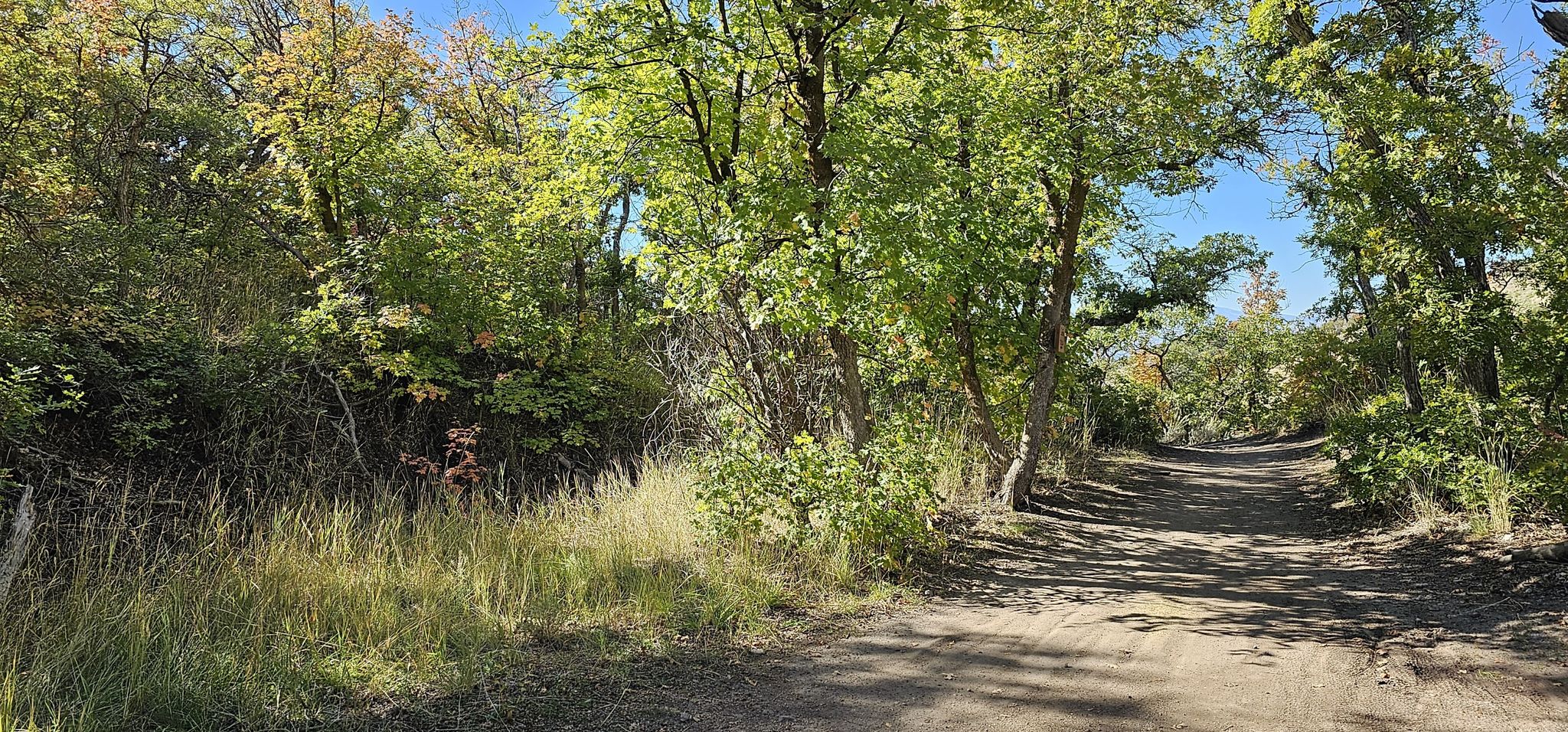 Dirt road through dense green trees and tall grass under a clear sky. - Ghost Falls via Lower Corner Canyon Trail