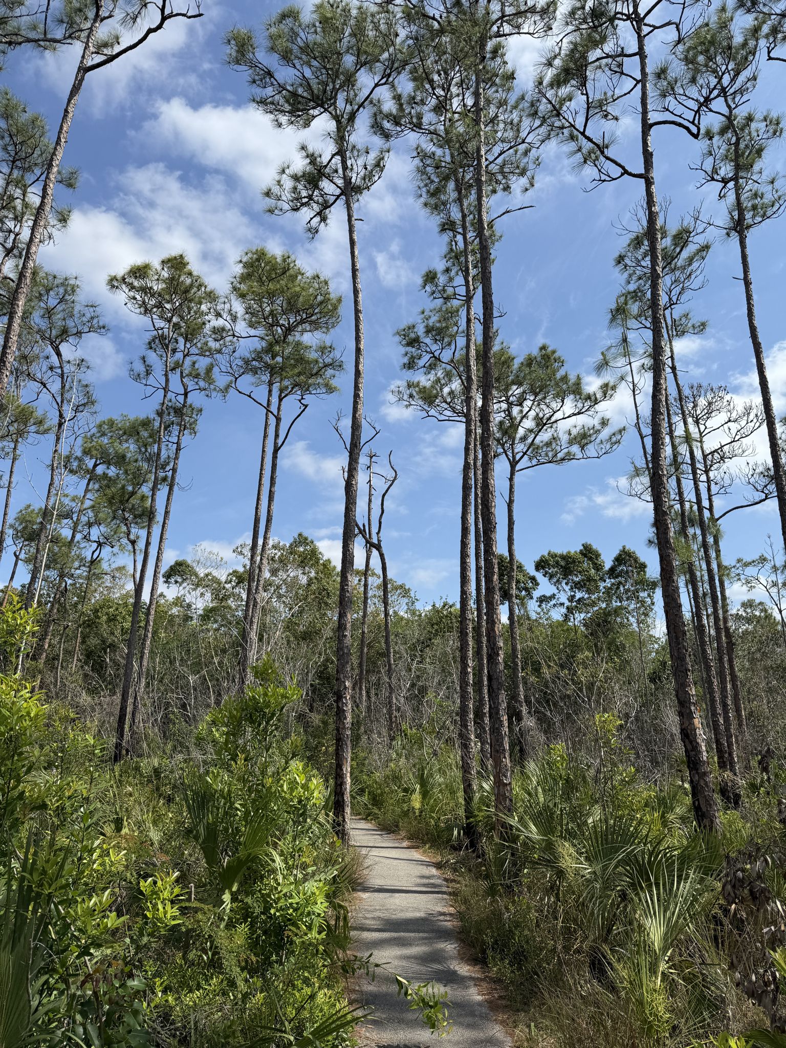 Path through tall pine trees and green undergrowth under a partly cloudy sky. - Pinelands Trail