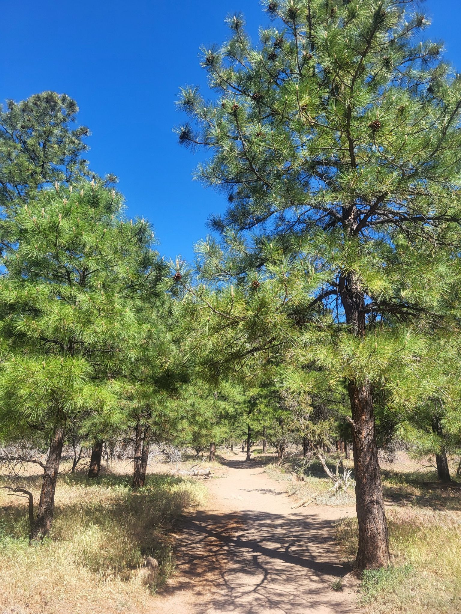 Dirt path winding through a sunlit pine forest with green undergrowth. - Fatman's Rock loop from Flagstaff Mall