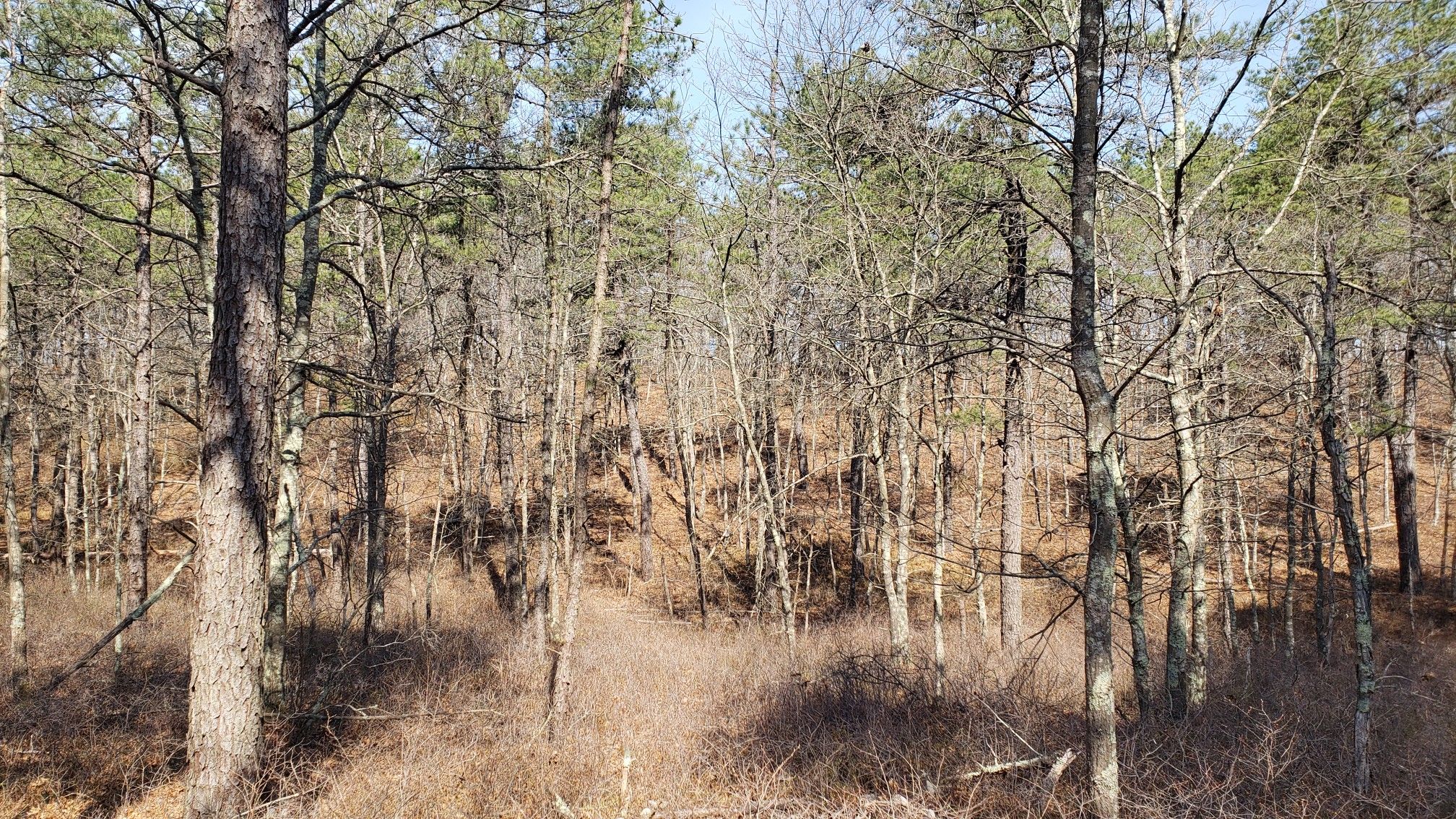 Dense forest with tall trees, some evergreen, some bare, under bright daylight. - Bald Hill Paumanok Path Trail