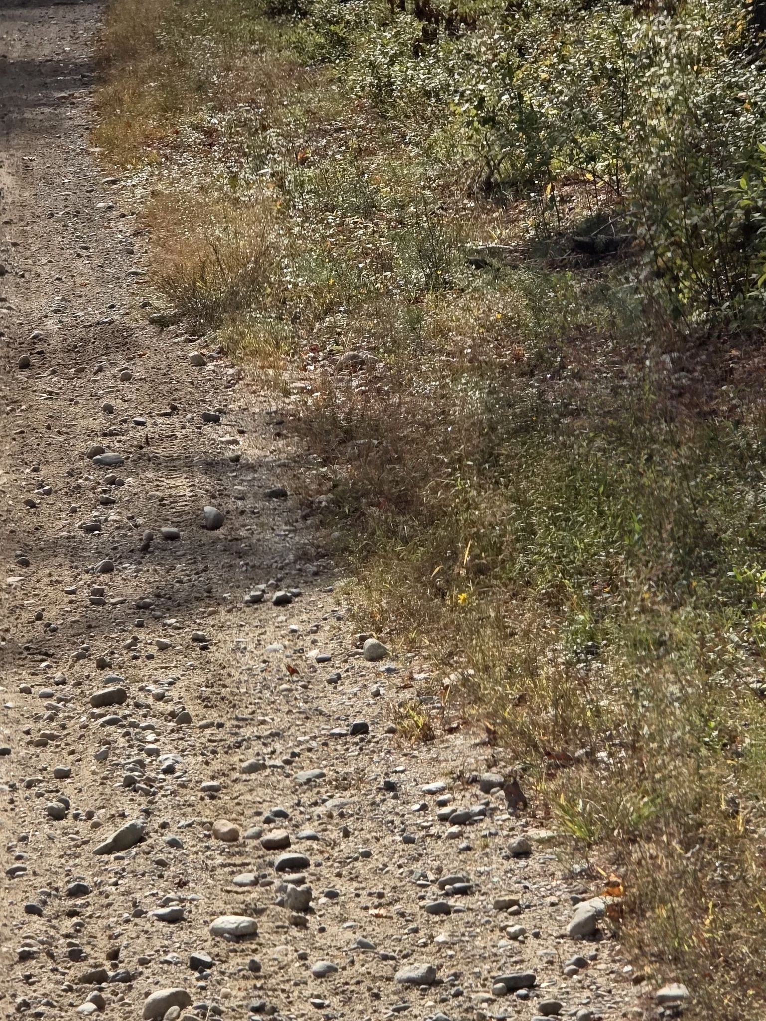 A sunlit, rocky dirt path runs alongside green and brown vegetation. - The Ledge Loop – Freetown-Fall River State Forest