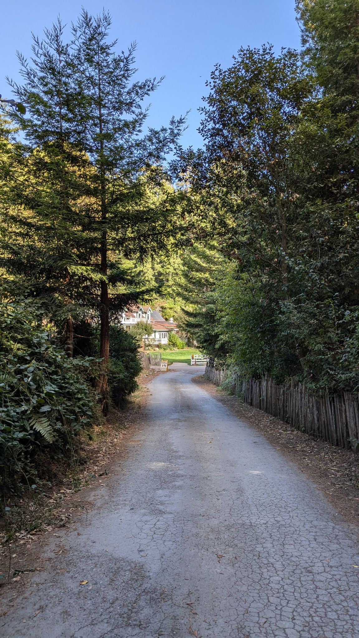 A sun-dappled dirt road lined with tall trees leading to a house. - Salt Point State Park Loop