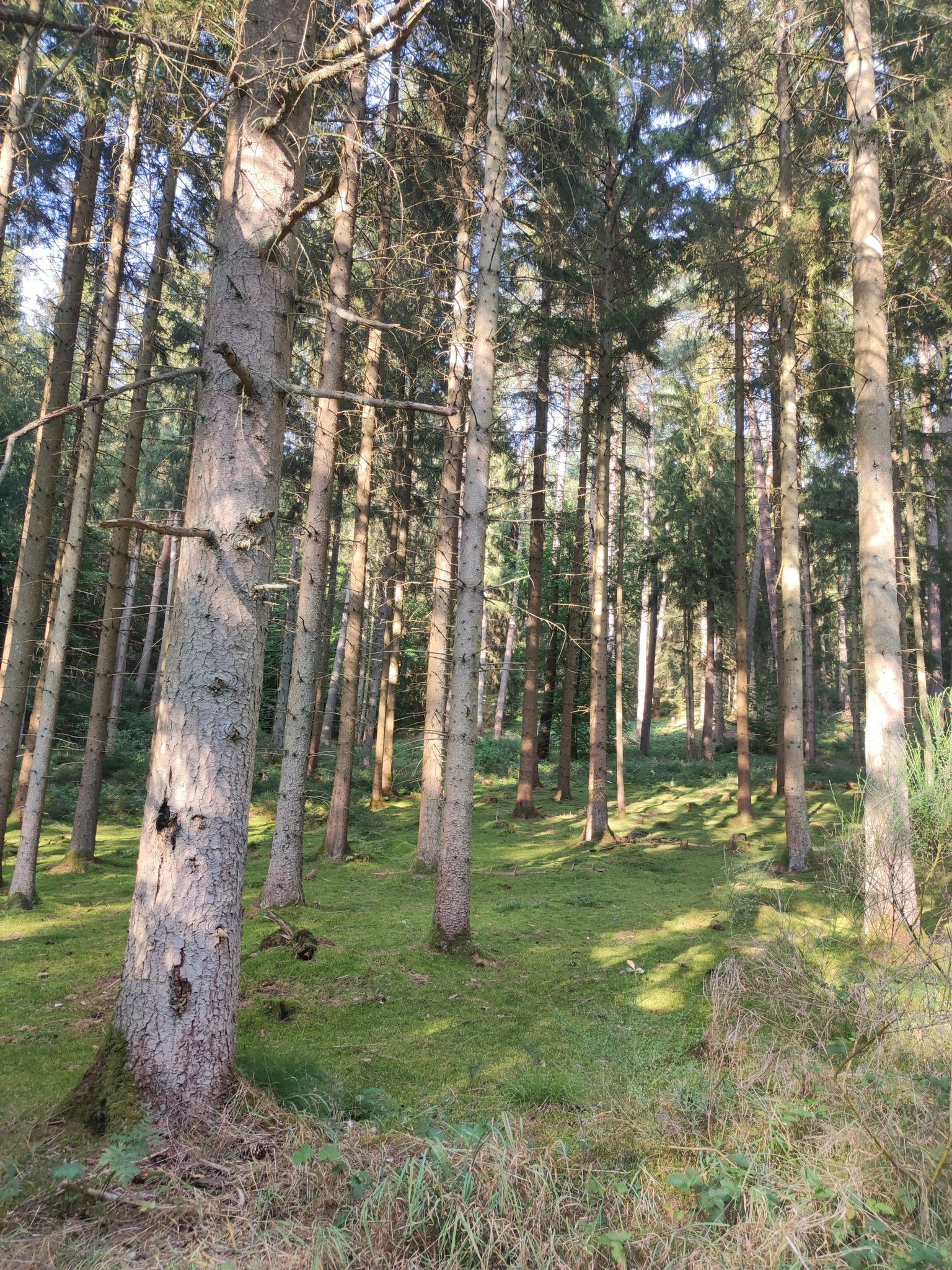 Waldbaden