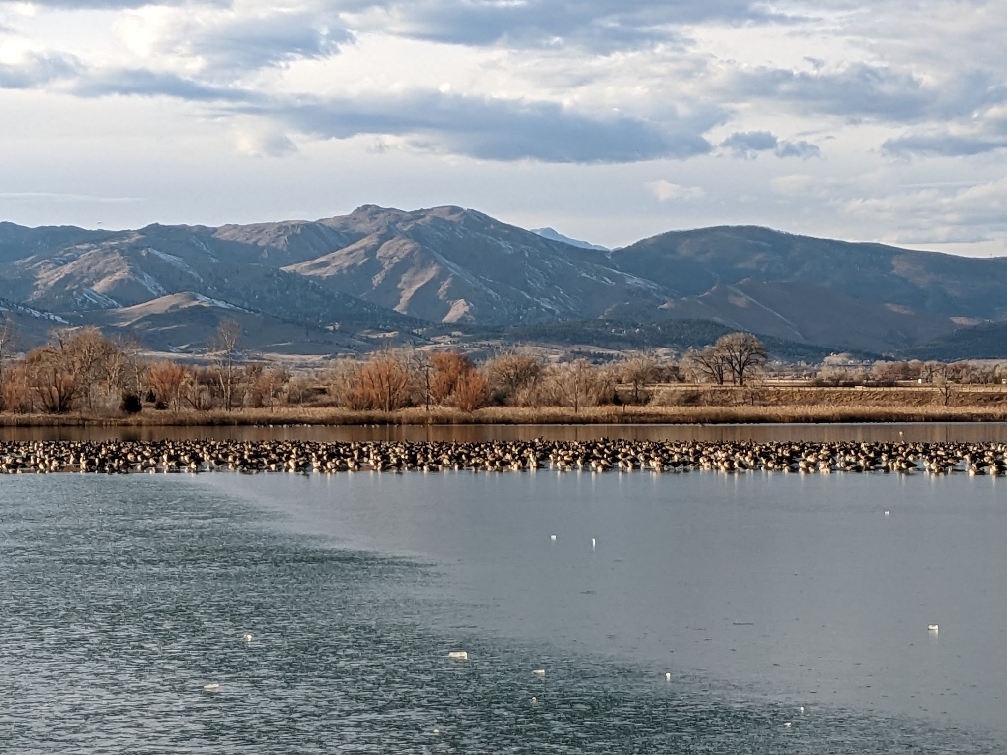 Large flock of birds on a lake with distant mountains under cloudy skies. - Coot Lake loop