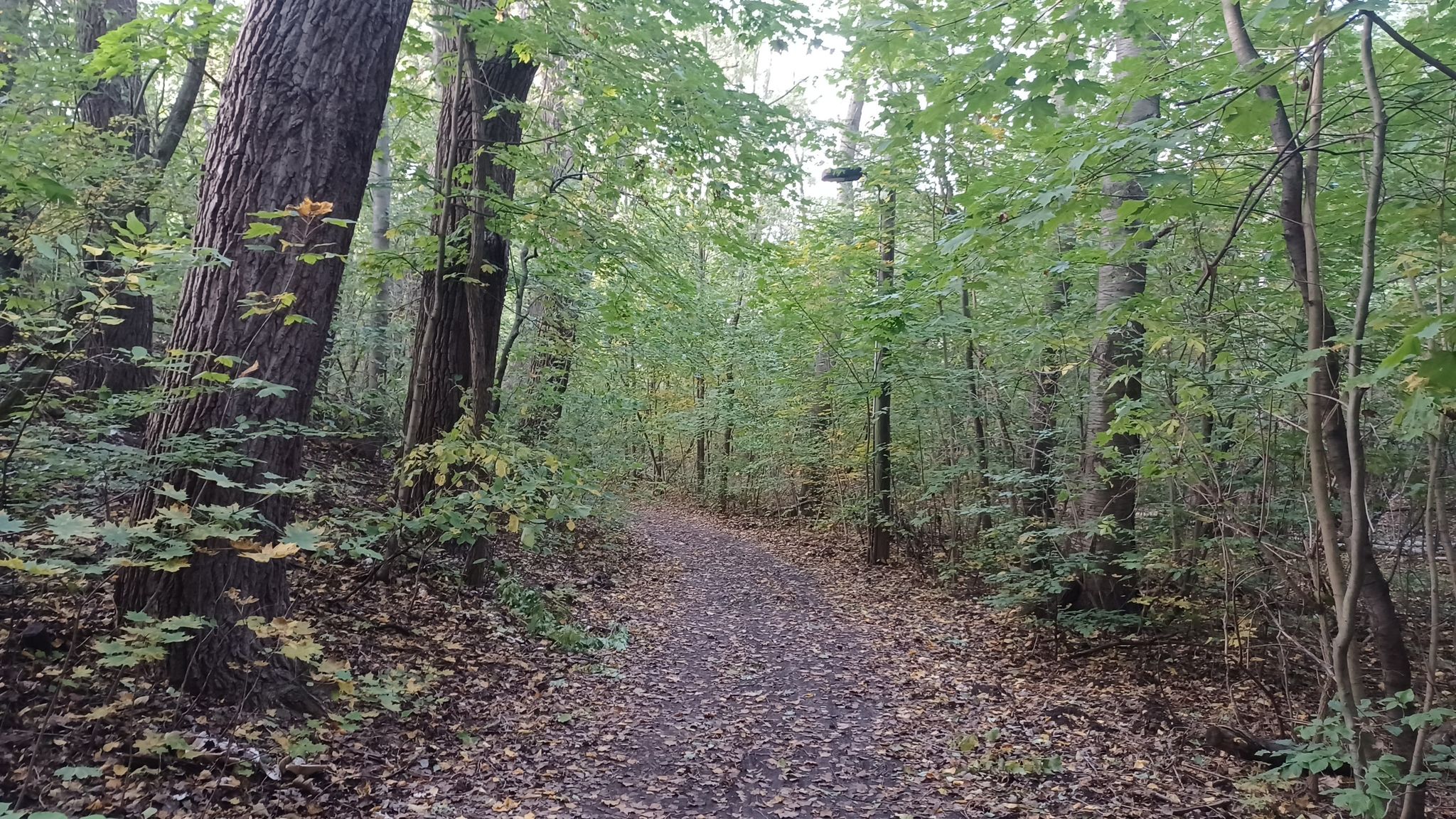 Waldweg Klotzsche/Weixdorf.