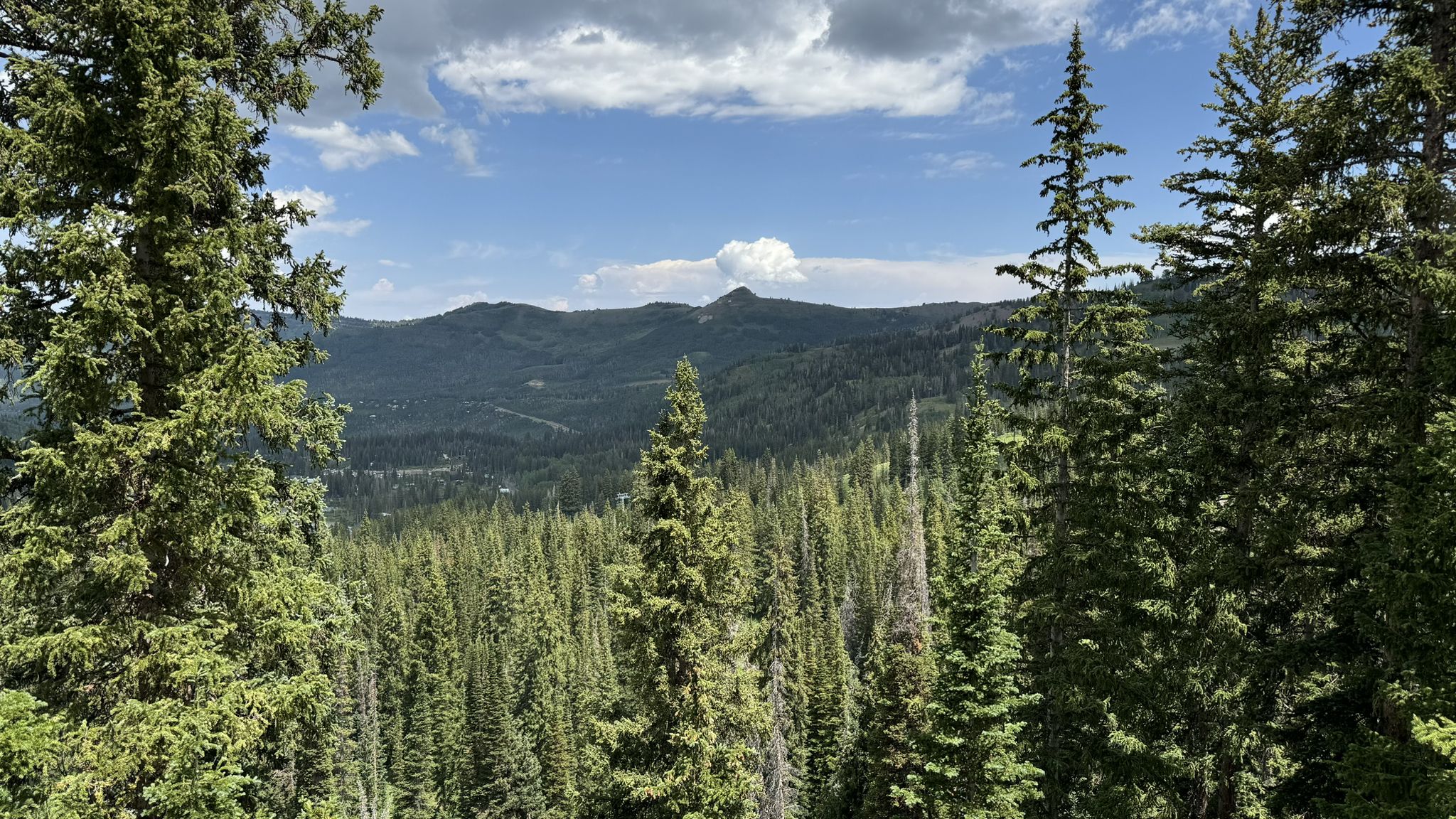 A dense pine forest fills a valley, with distant mountains under a cloudy sky. - Lake Mary Trail