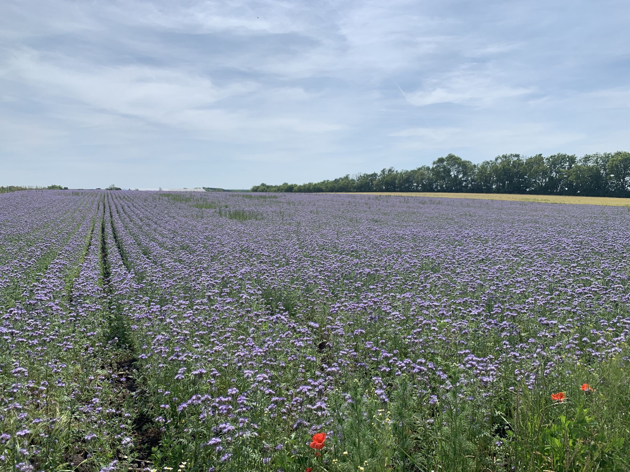 Phacelia Feld