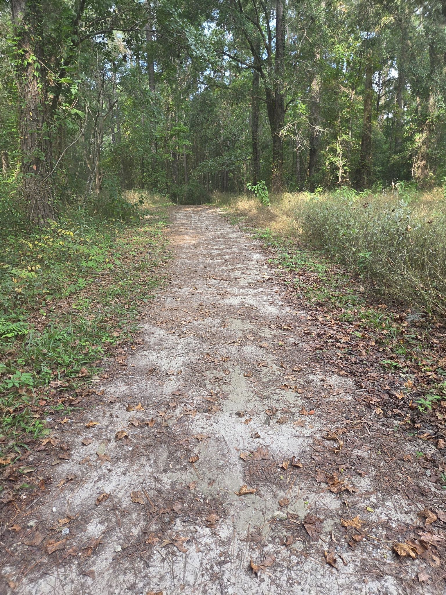 A dirt path covered in leaves winds through a sunlit green forest. - Yellow and Blue Trail Loop