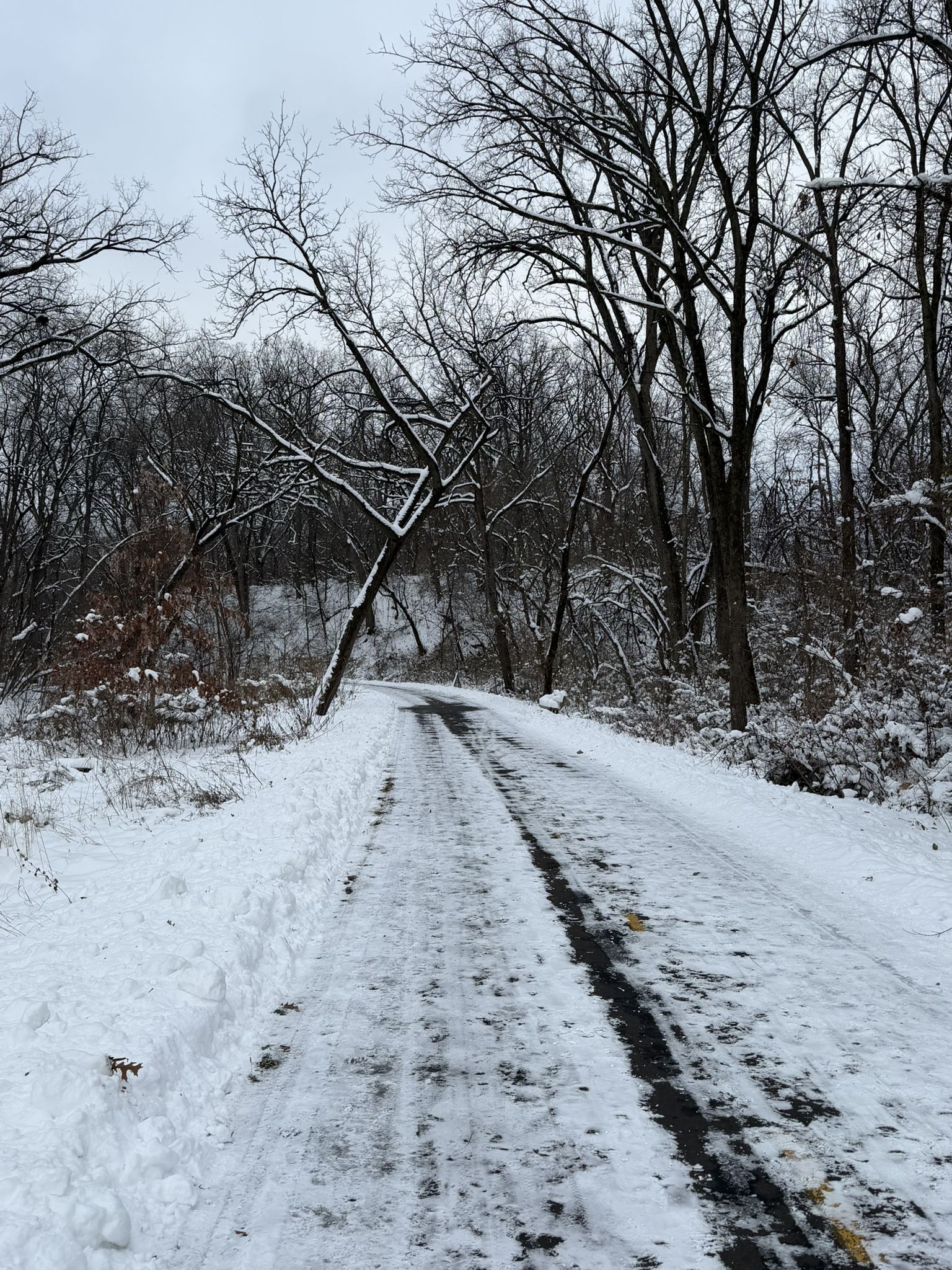 Snow-covered path winding through a winter forest with bare trees. - Running loop from Middleton