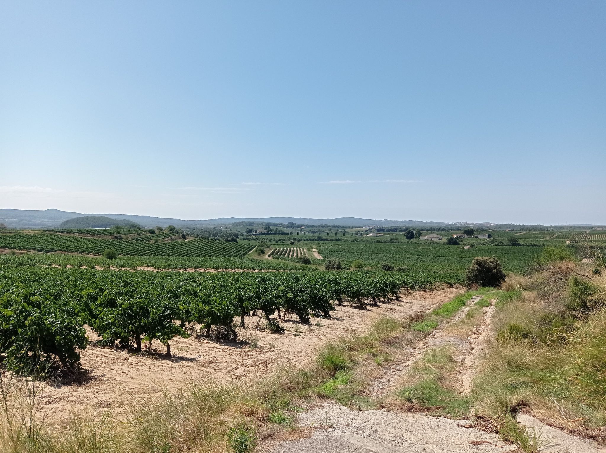 Penedès