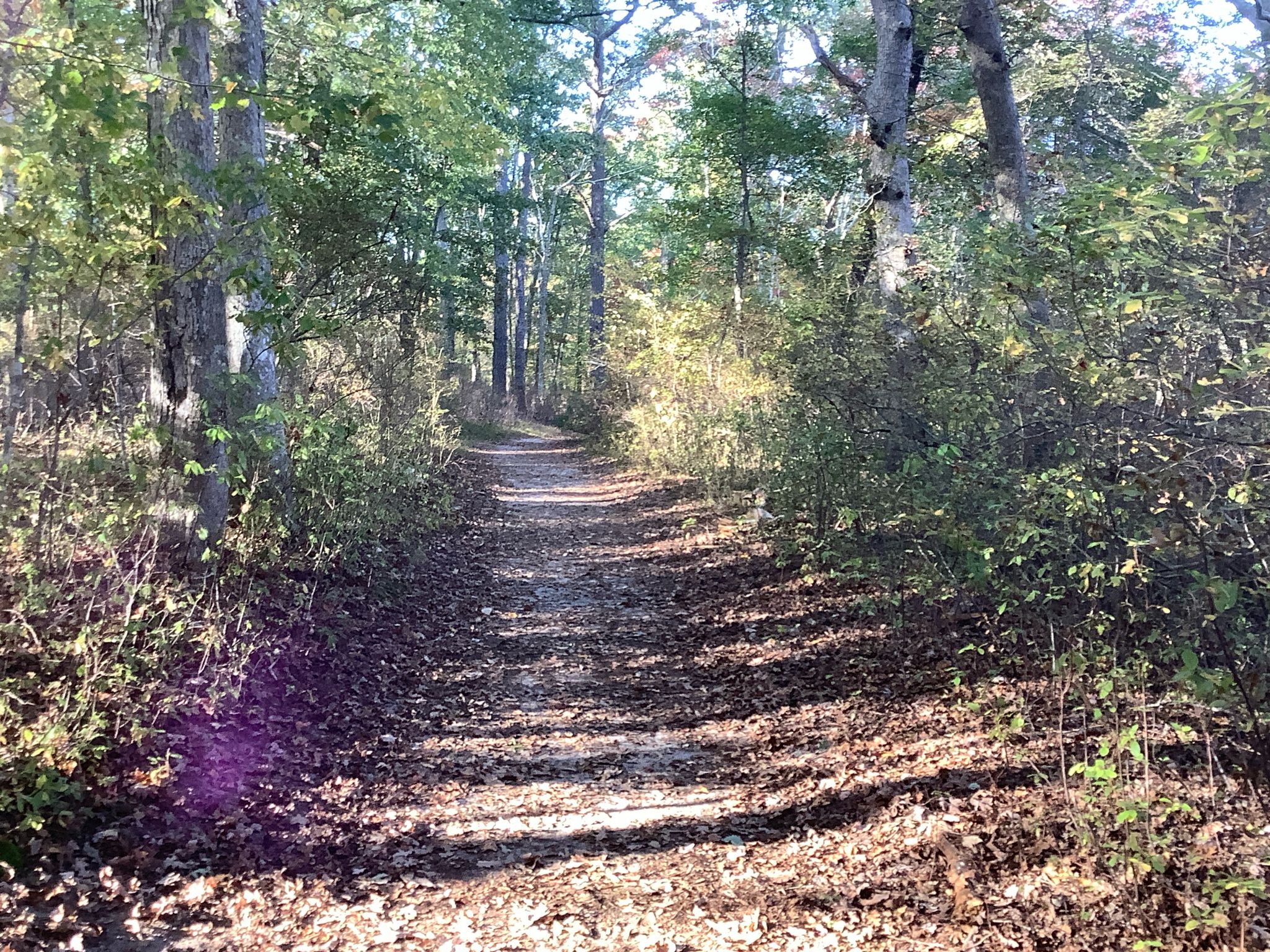 A sunlit dirt path winding through a dense forest with dappled light. - Southaven County Park