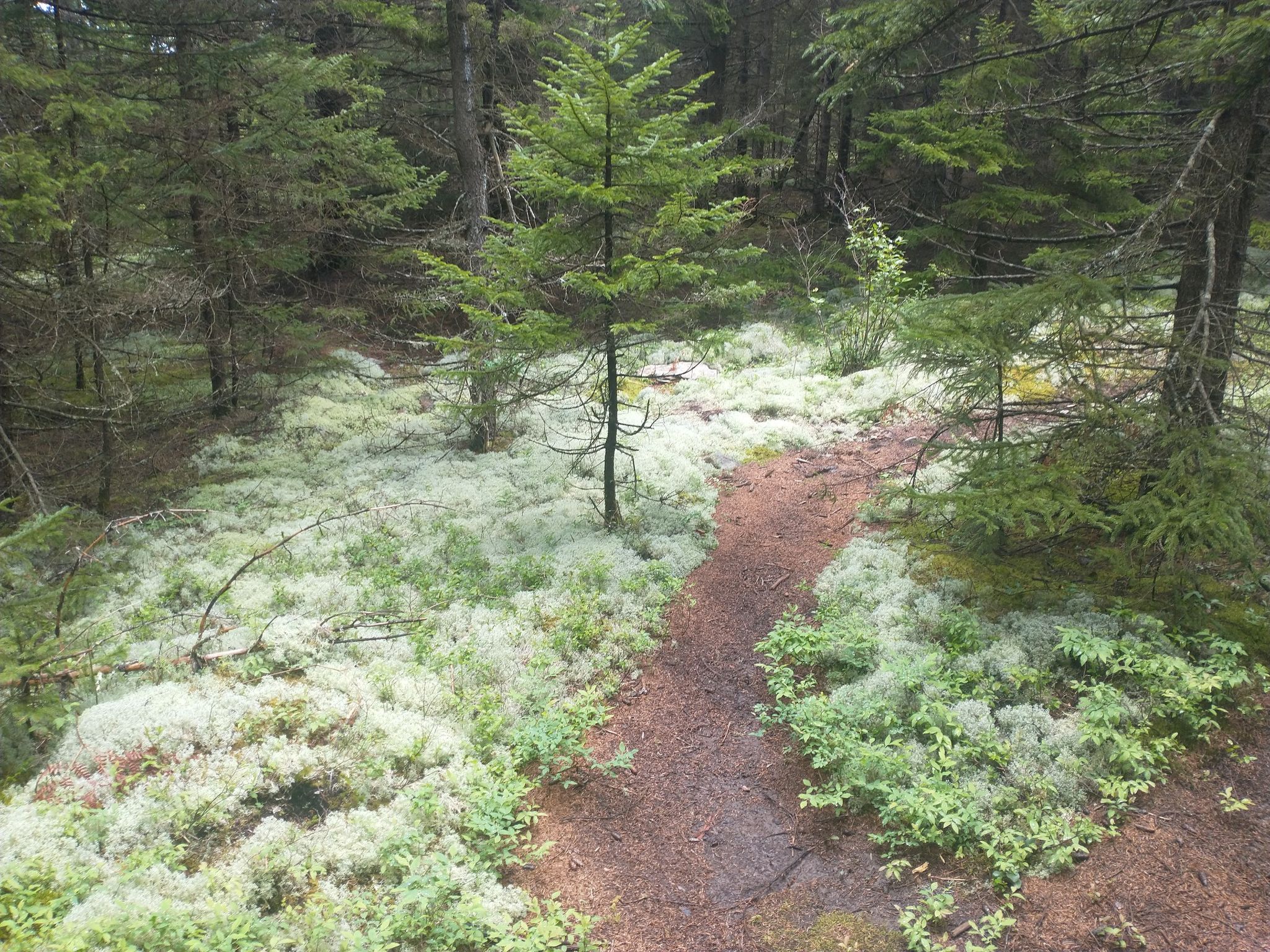 A narrow dirt path winds through a forest floor covered in light green moss. - Red Creek Trail