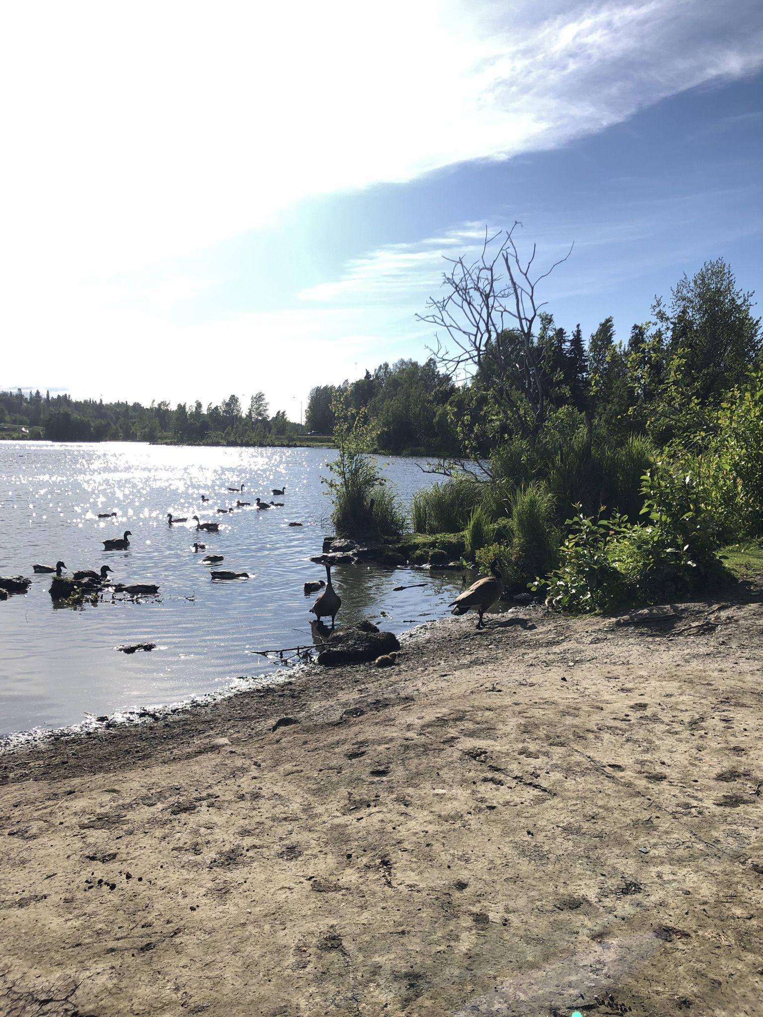 Sunny lake with ducks swimming near a sandy shore and green trees. - Lanie Fleischer Chester Creek Trail