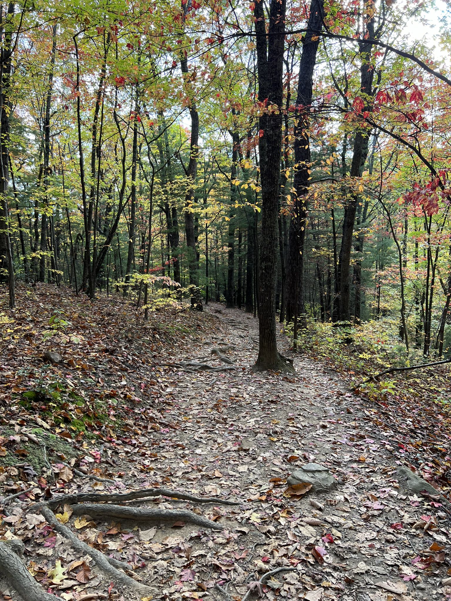 A leaf-covered forest path with exposed roots winds through autumn trees. - Dragon's Tooth Trail