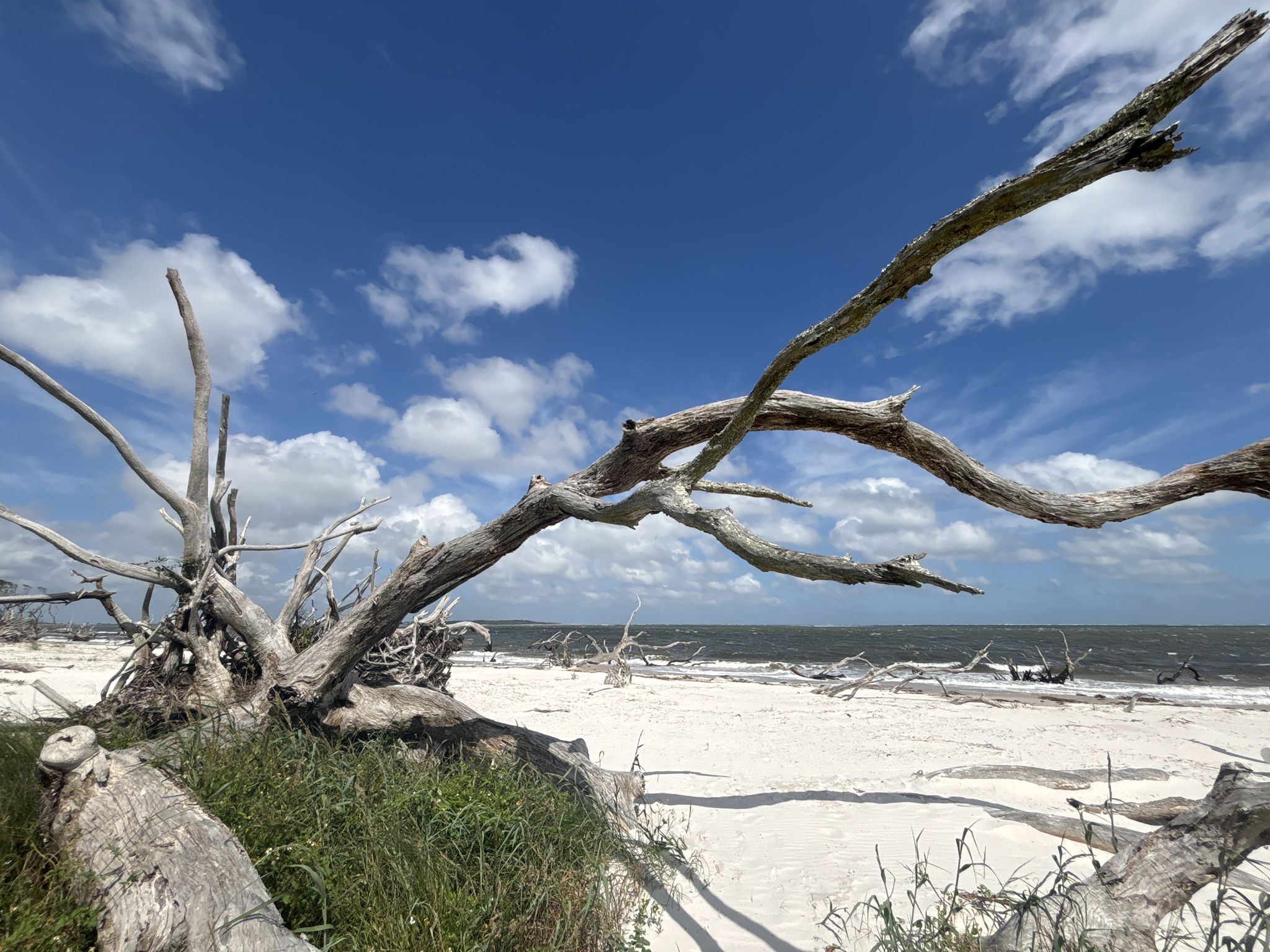 Large driftwood tree on a sunny sandy beach with ocean and blue sky. - Timucuan Trail