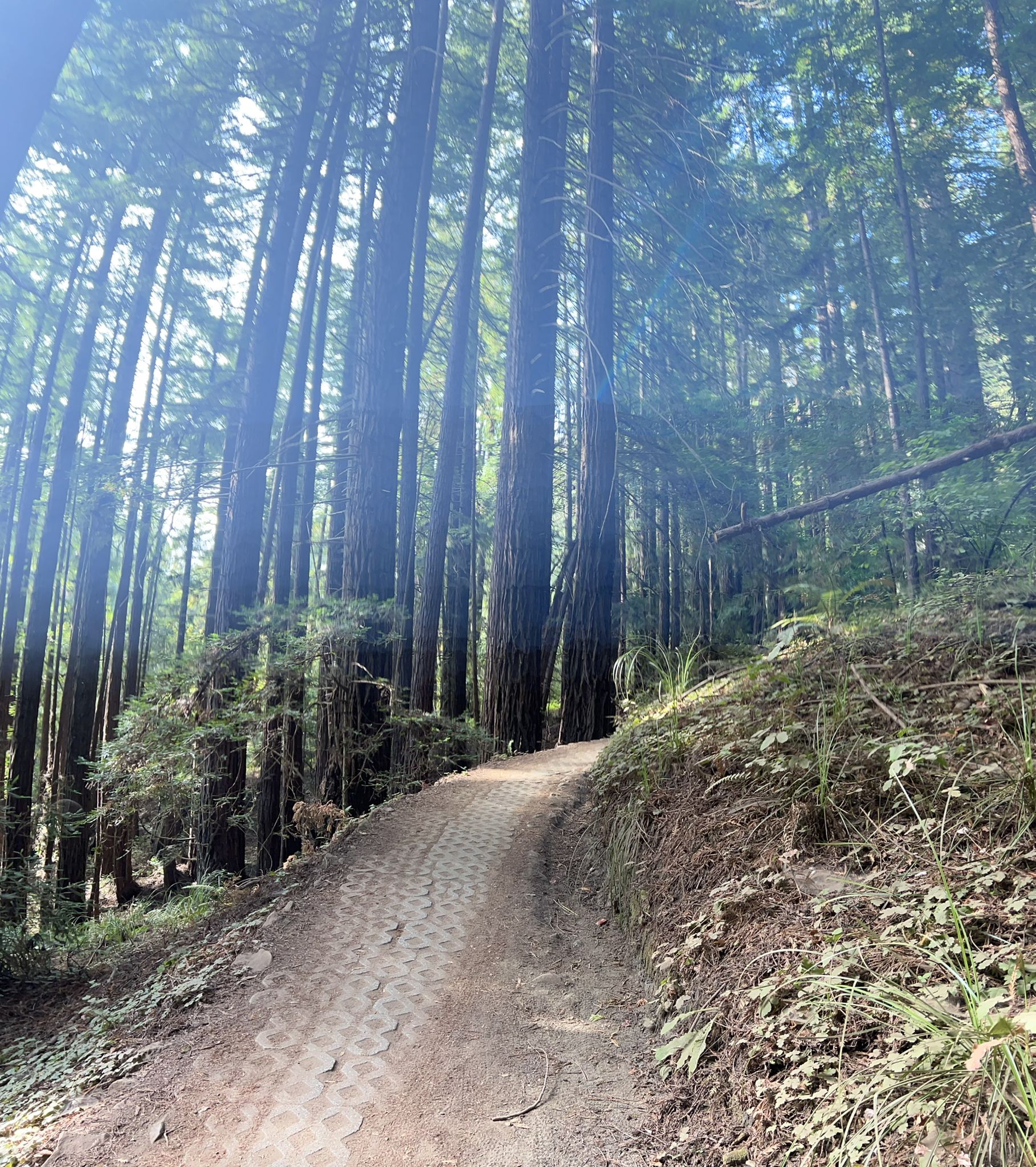 Dirt path winding through a dense forest of tall redwood trees, dappled sunlight. - Cathedral Redwoods – Chuck Beebe Scenic Bench loop from Felton Roaring Camp