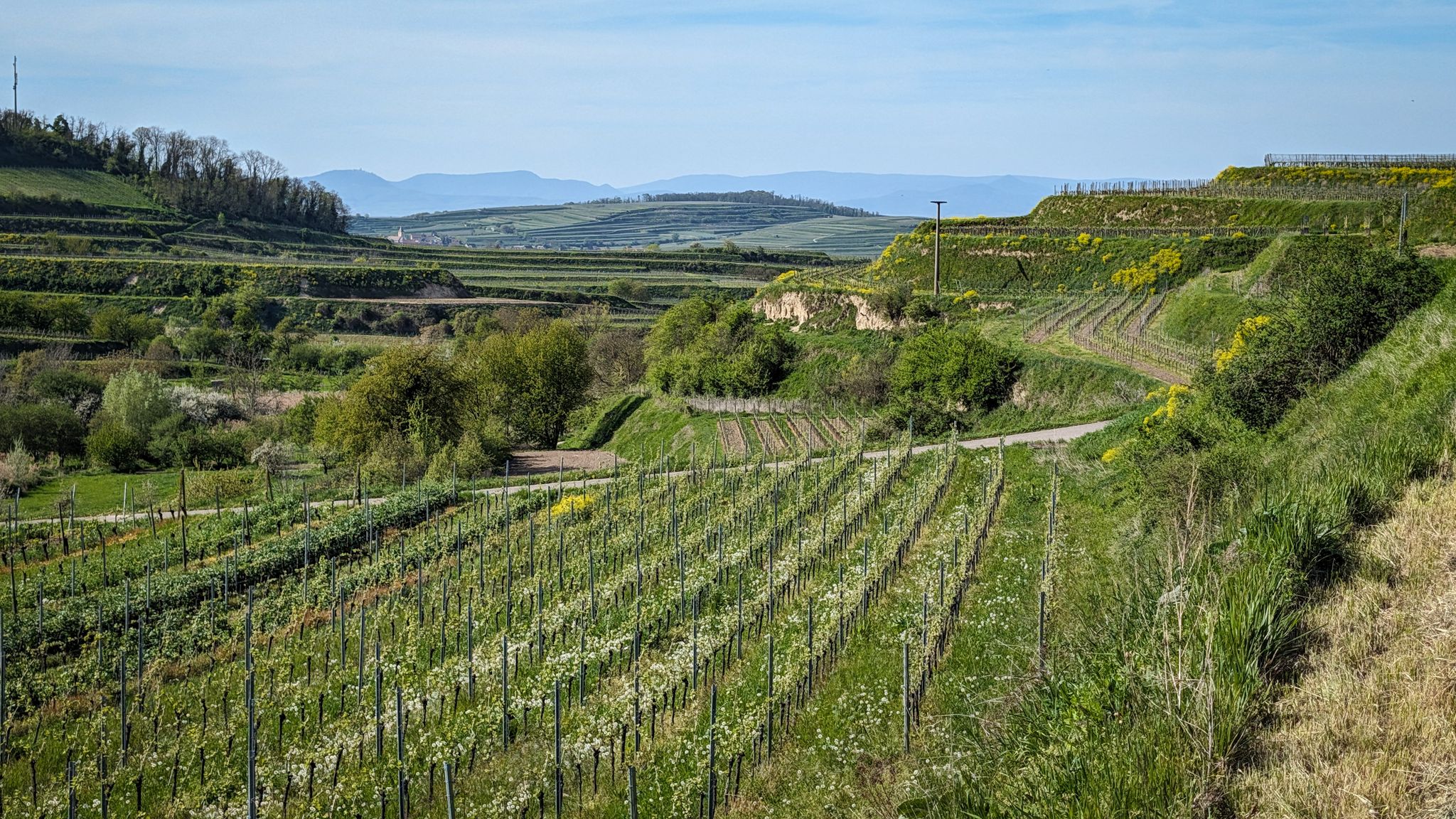 Im Kaiserstuhl kurz vor Bickensohl