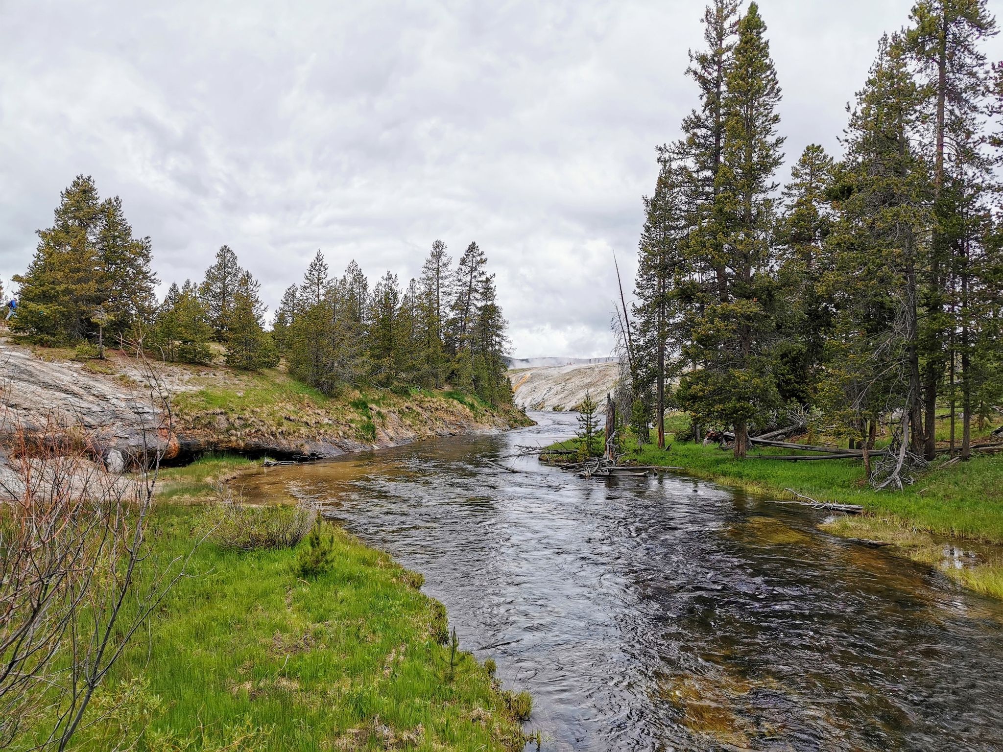 A clear river winds through a lush green landscape with tall pine trees. - Firehole River – Old Faithful Geyser loop from Old Faithful Inn