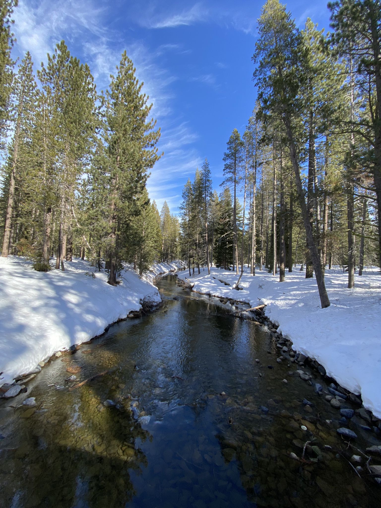 A clear stream flows through a snowy pine forest on a sunny day. - Donner Lake loop