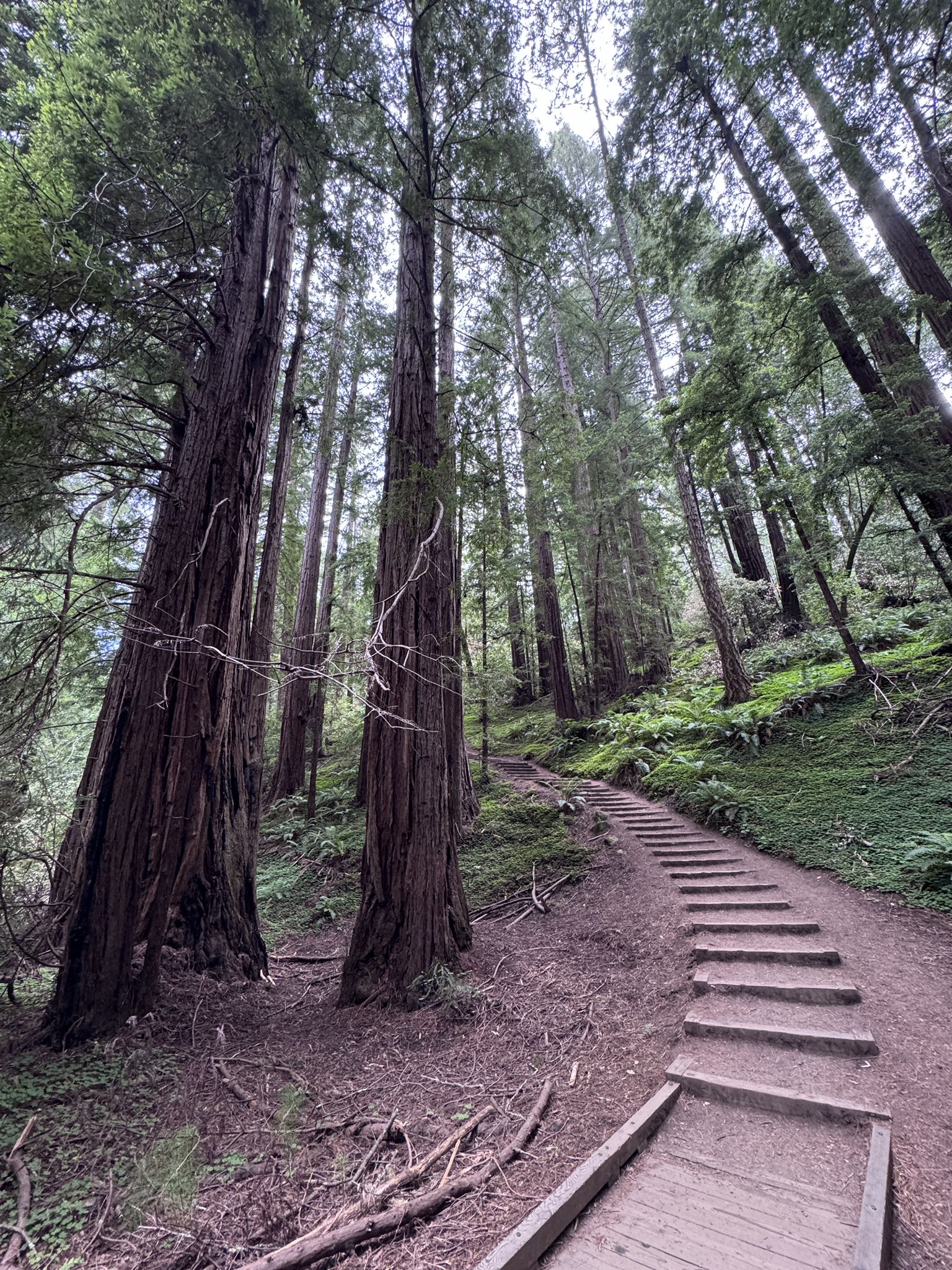 Tall trees line a dirt path with wooden steps in a green forest. - Fern Creek and Hillside Loop