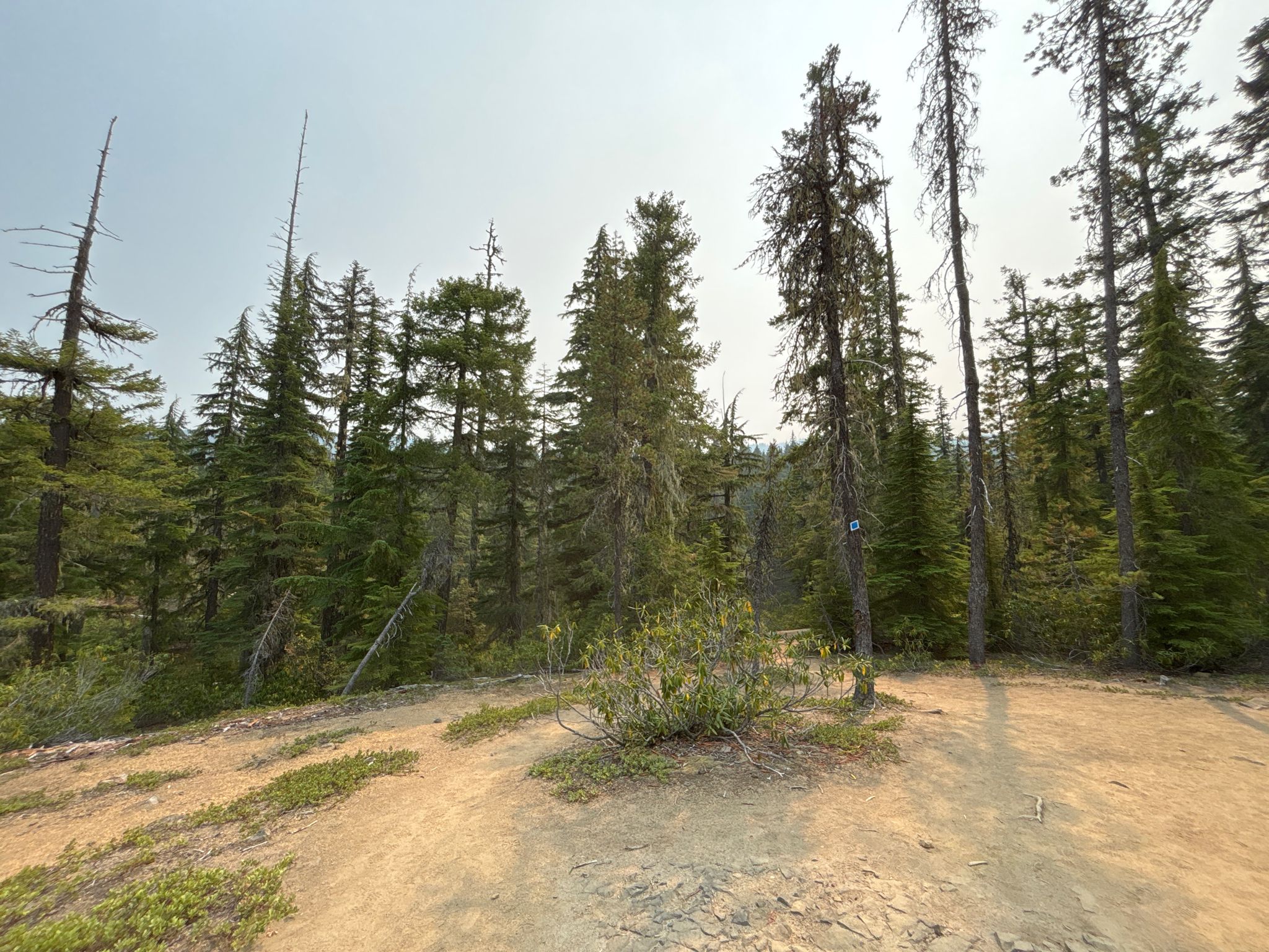 A dirt path winds through a dense, hazy pine forest. - Salt Creek and Diamond Creek Falls Loop