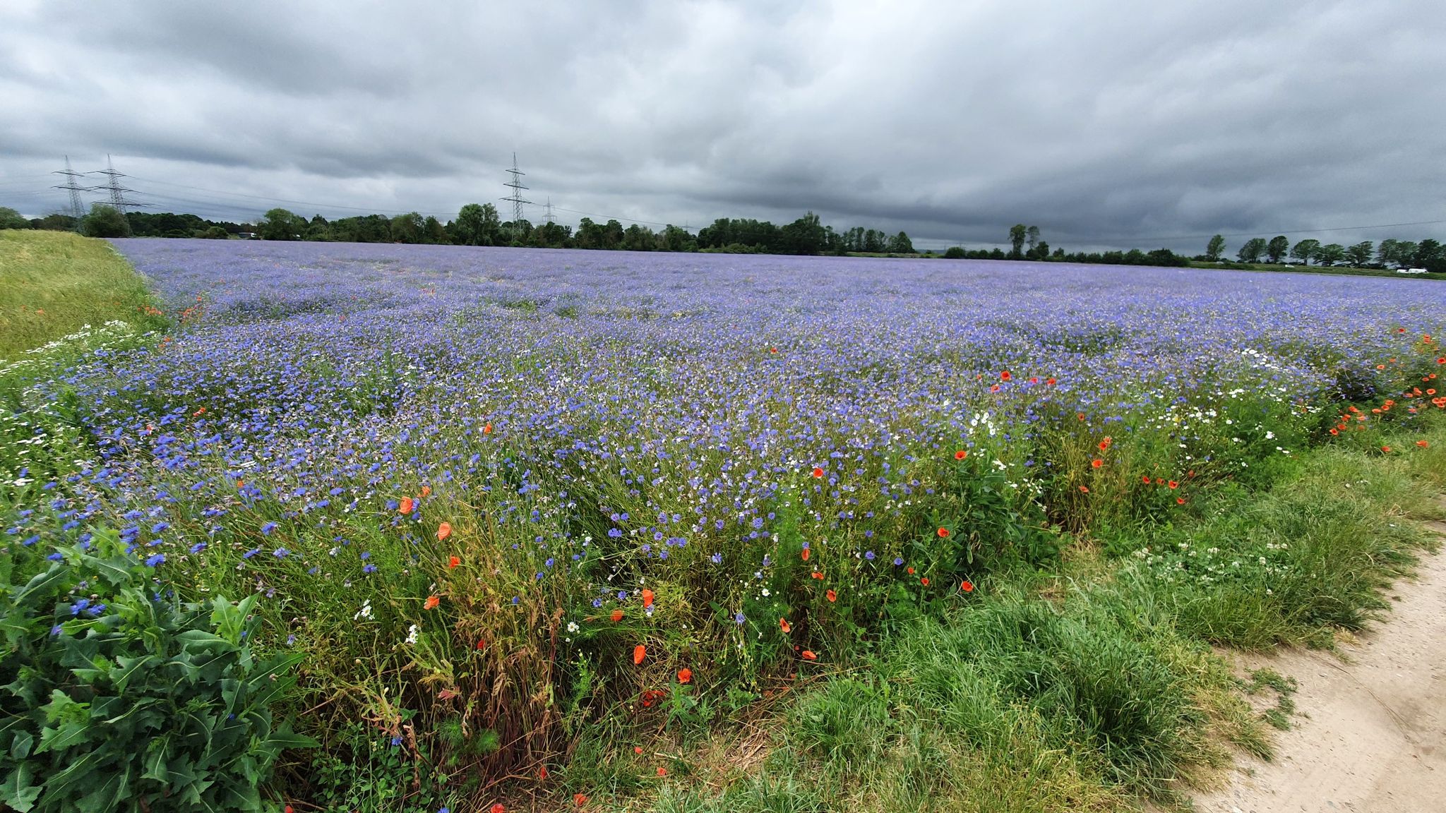 Wildblumen