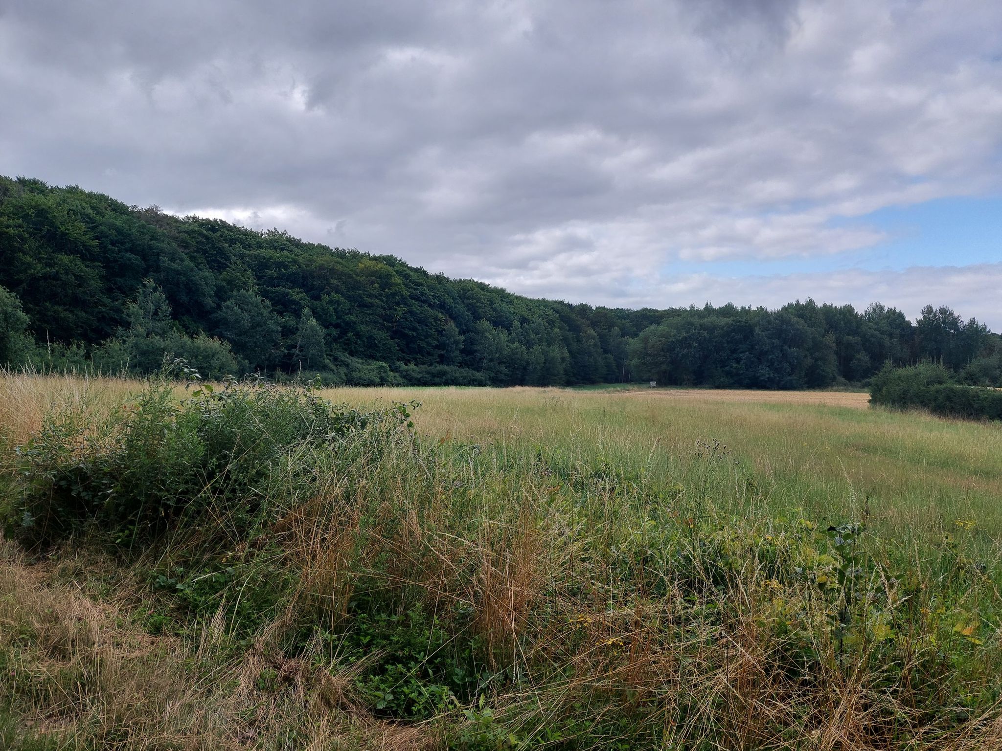 Feld am Wegesrand 