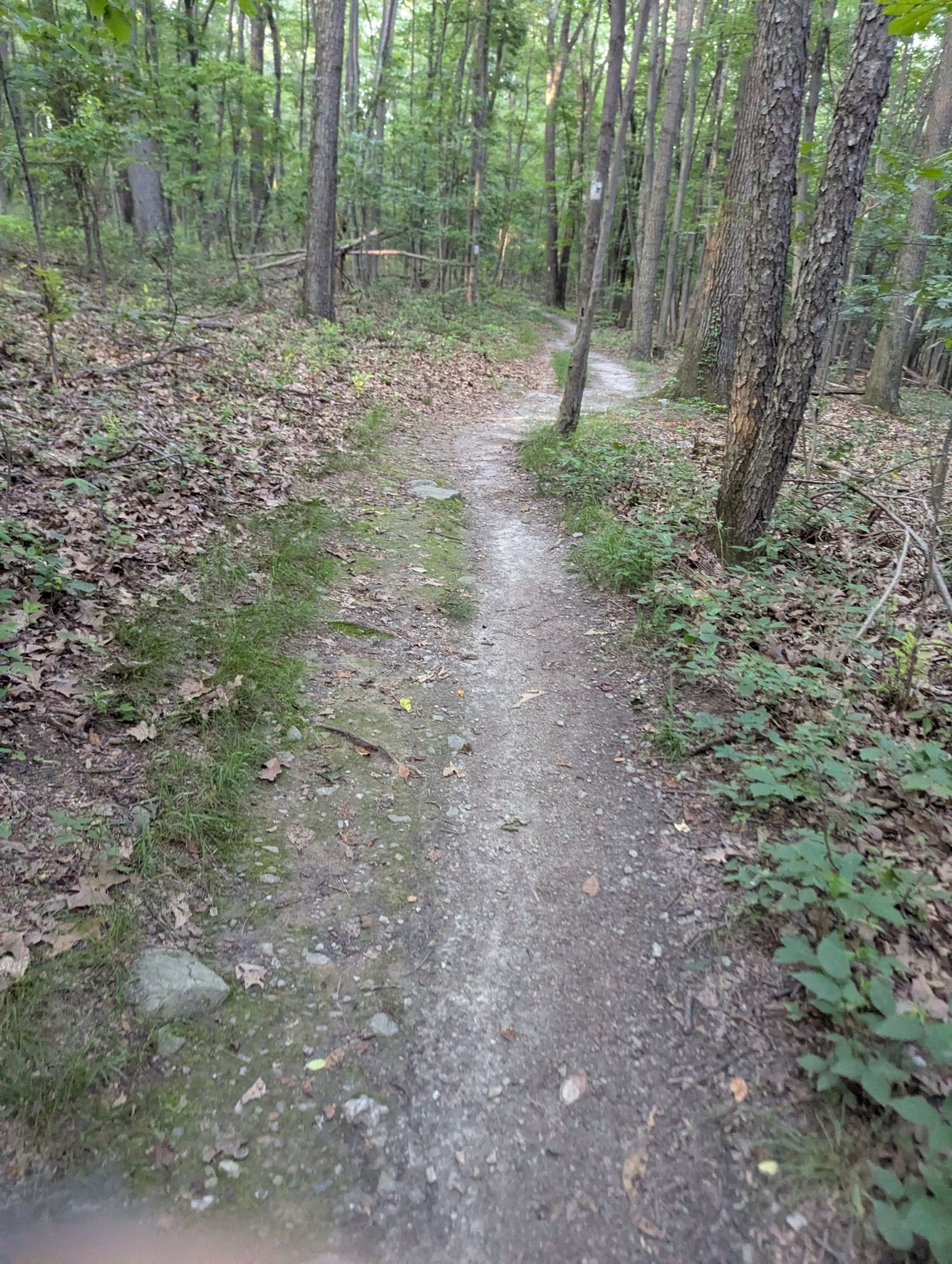 Winding dirt trail through a dense, shaded forest with dappled light. - Beginner Loop