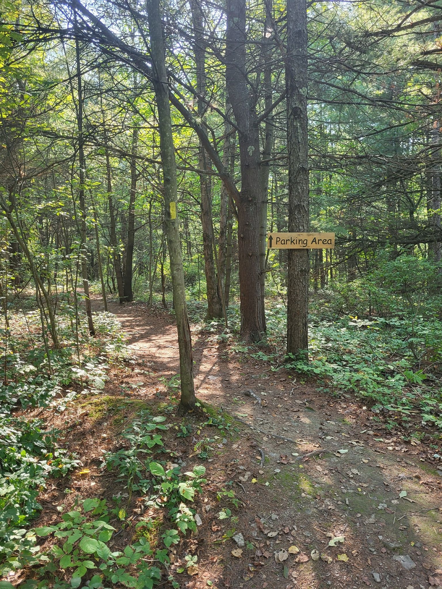 A forest path with a wooden sign pointing to a "Parking Area". - Steege Hill loop from Steege Hill Nature Preserve