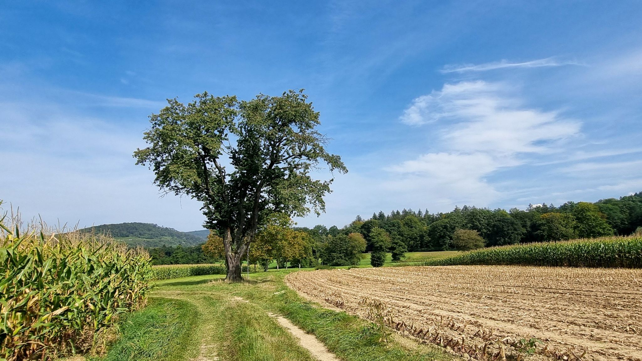 Alter Kirschbaum