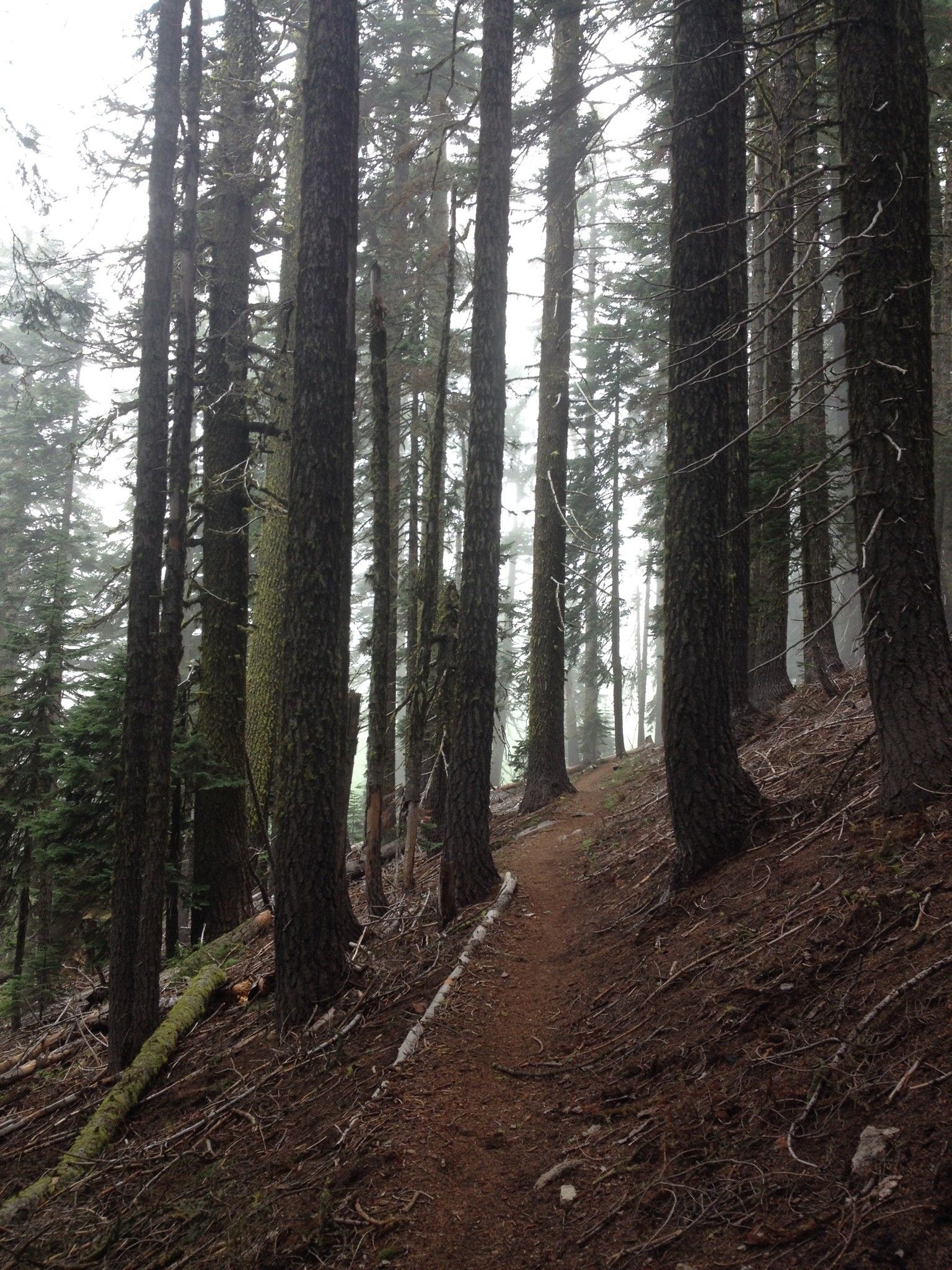 A narrow dirt path winds uphill through a dense, misty evergreen forest. - Mount Ashland and Pacific Crest Trail Loop