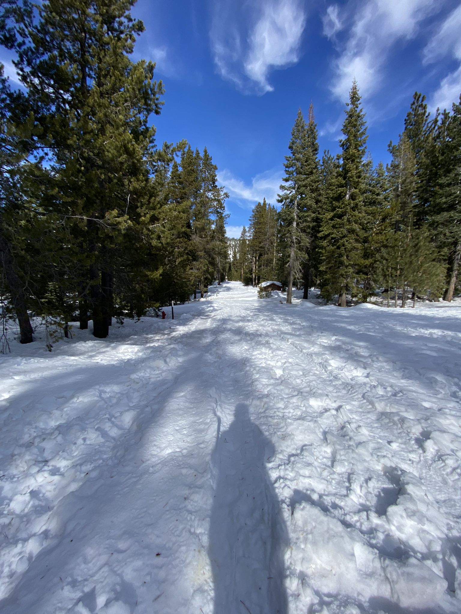 Snow-covered path through a dense pine forest under a bright blue sky. - Split Rock Loop Trail