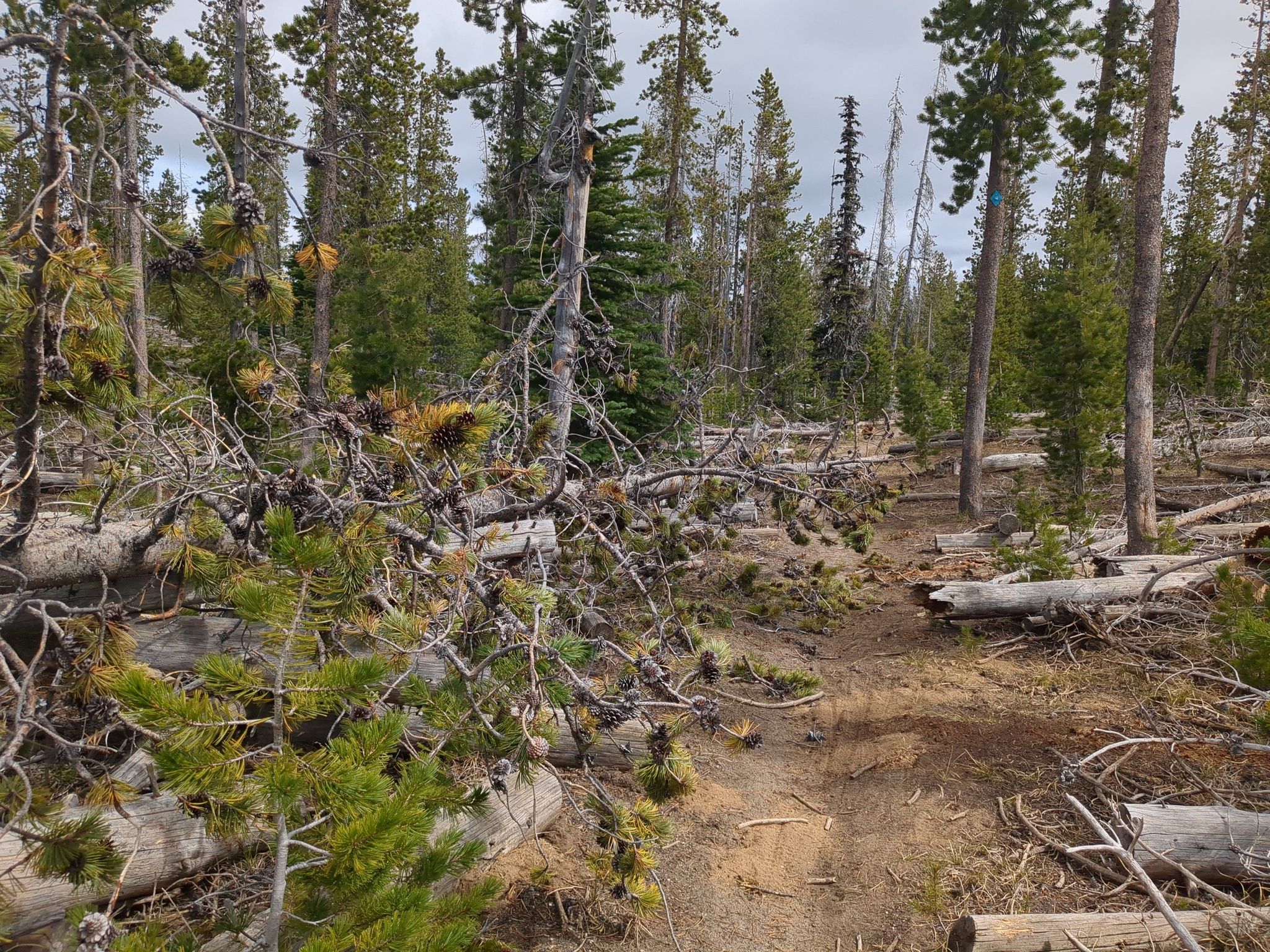 A dirt path through a dense forest with numerous fallen branches. - Vista Butte loop from Swampy Lakes Trailhead