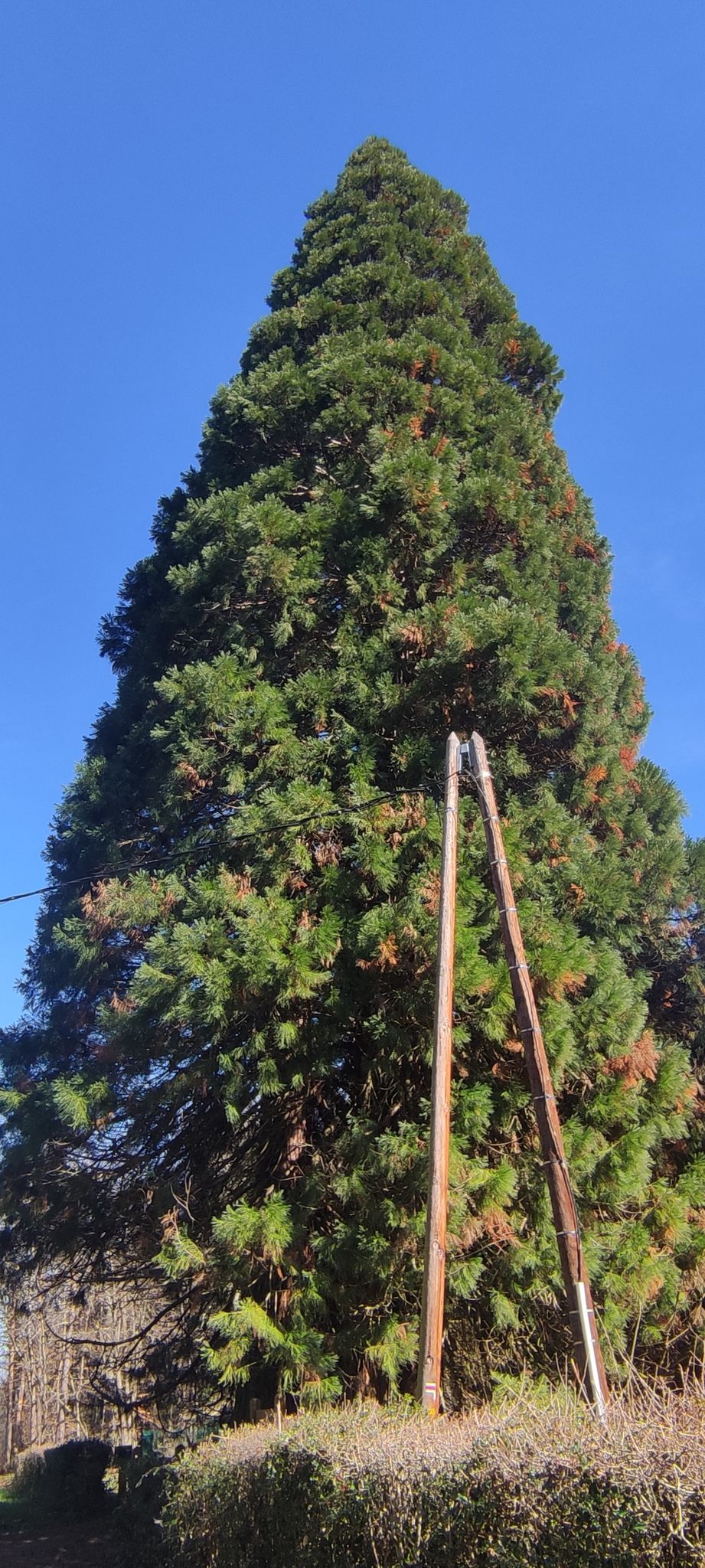 Séquoia géant à l'entrée de l'arborétum de la forêt de Cardeilhac