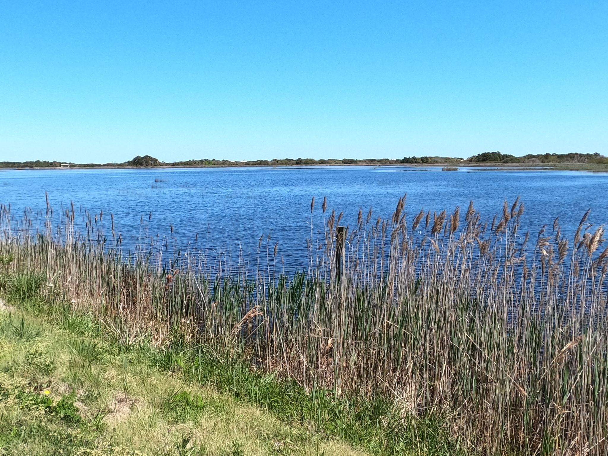 Wide blue water with tall reeds in the foreground under a clear sky. - Virginia Beach to Back Bay National Wildlife Refuge loop