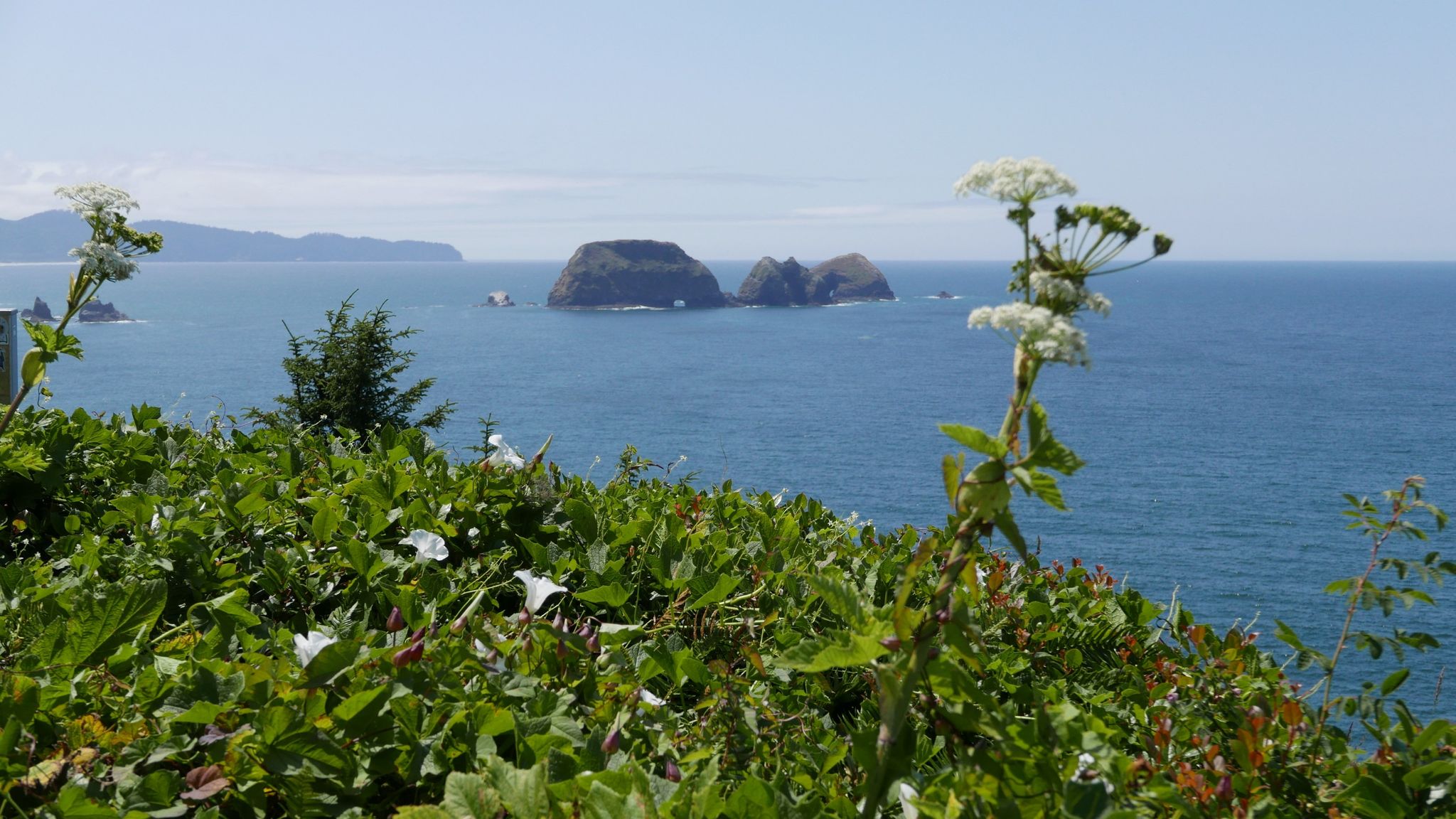 Bright coastal view with sea stacks, blue ocean, and foreground white flowers. - Cape Meares Viewpoint and Octopus Tree Trail