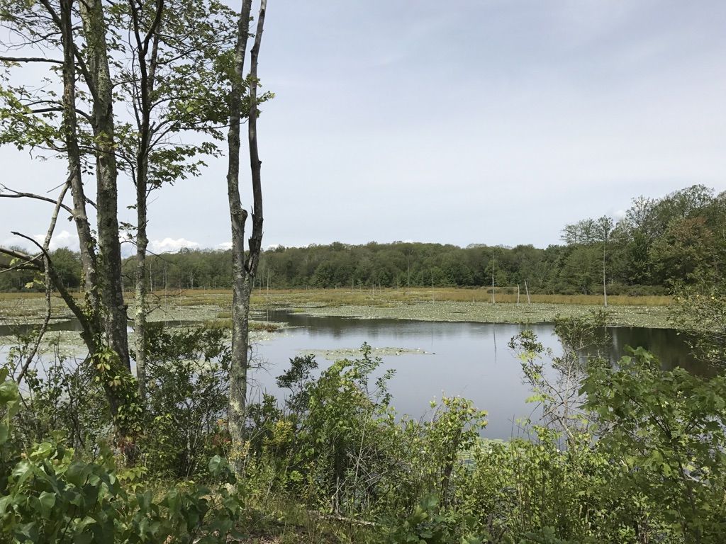 Overcast view of a calm lake with lily pads and surrounding trees. - Gravel loop from Chaplin