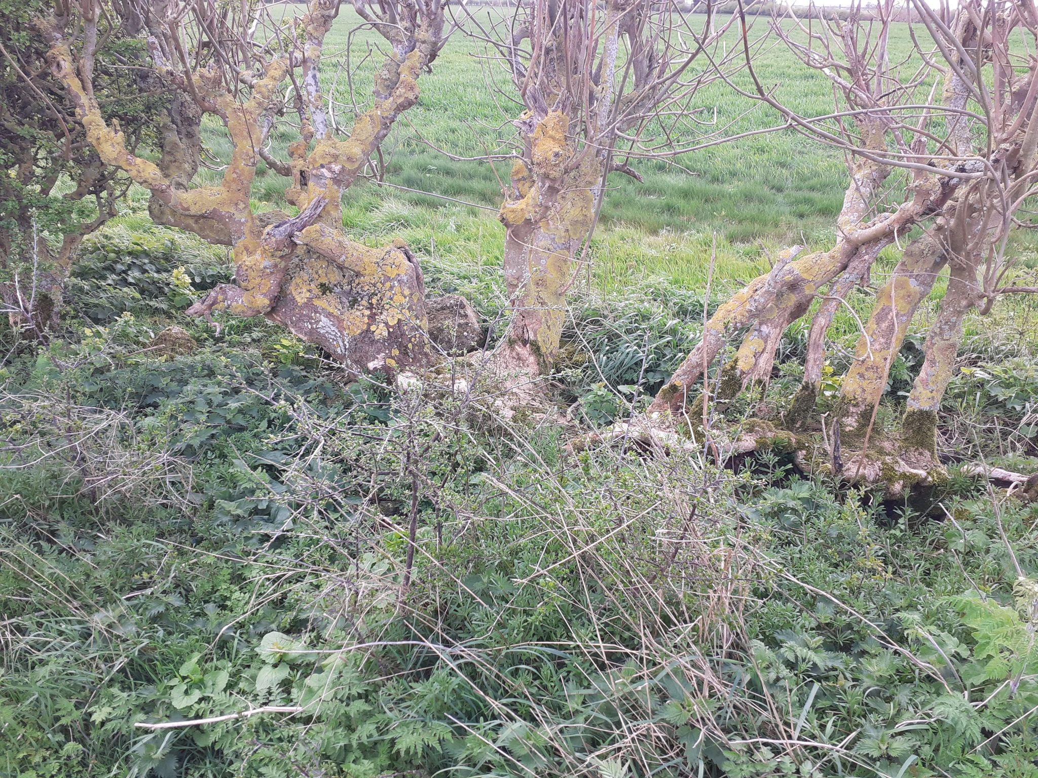 Hedge by Henry Moore